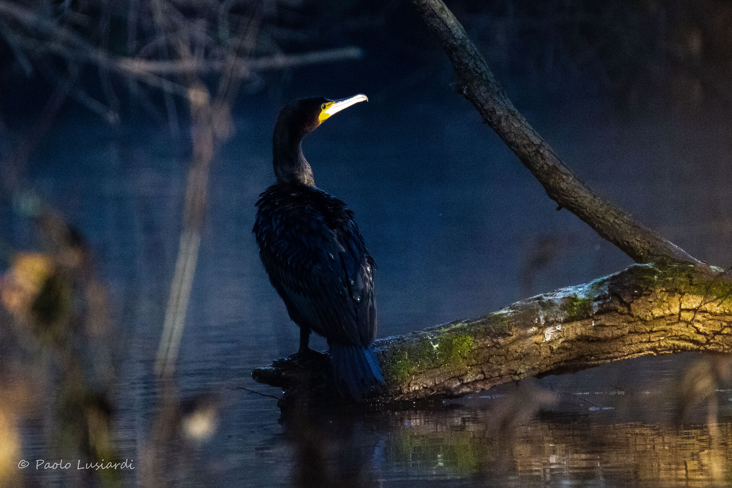 Cormorant