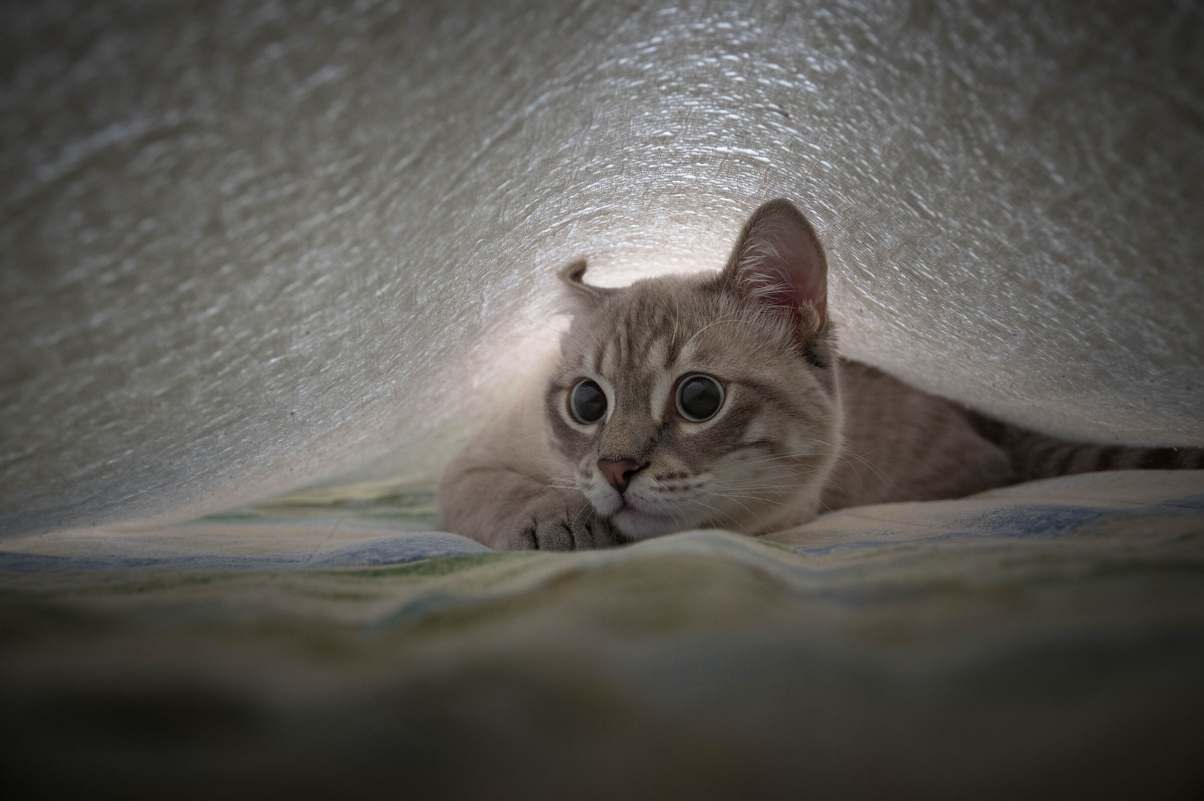 Ulisse e' sparito... Trovato!