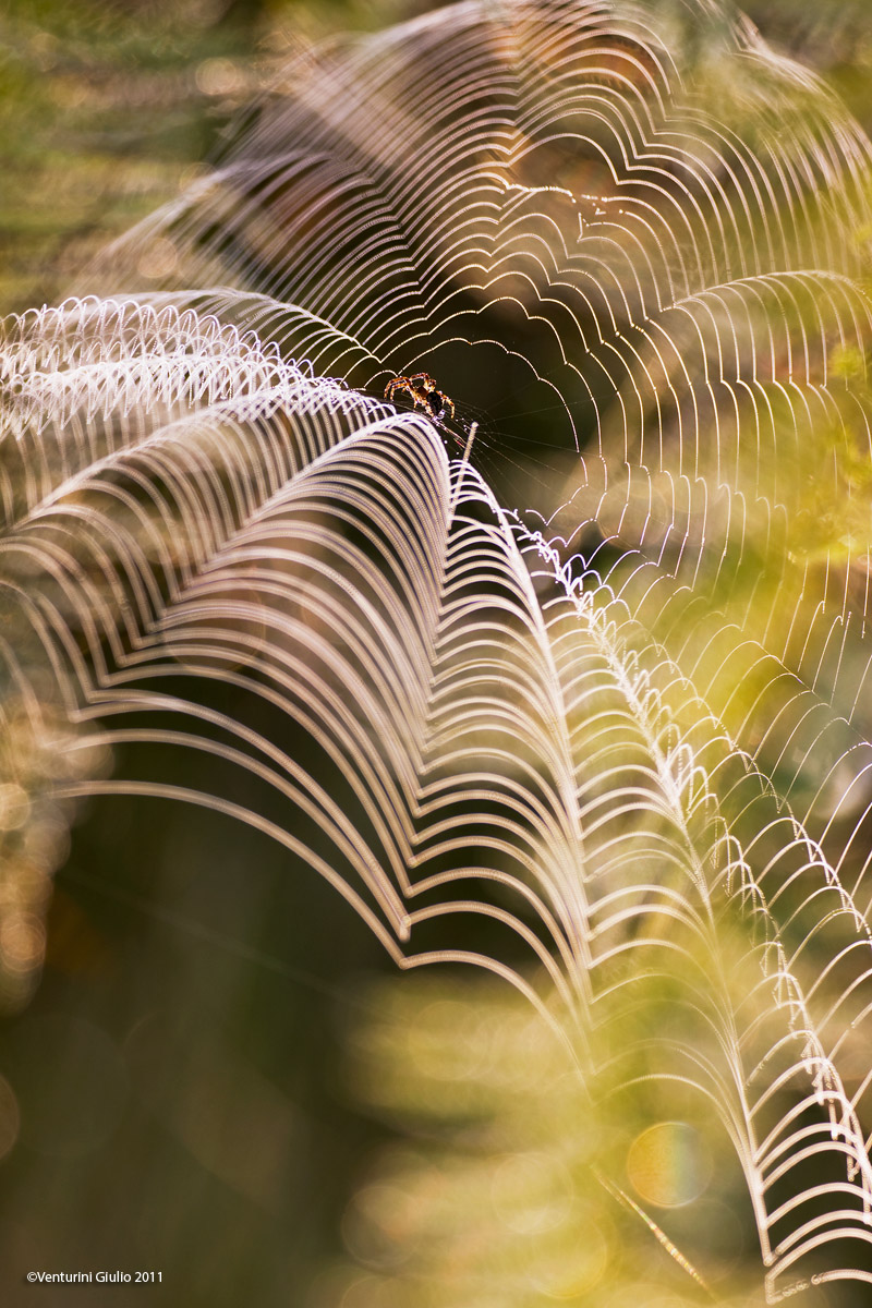 Spider in backlight