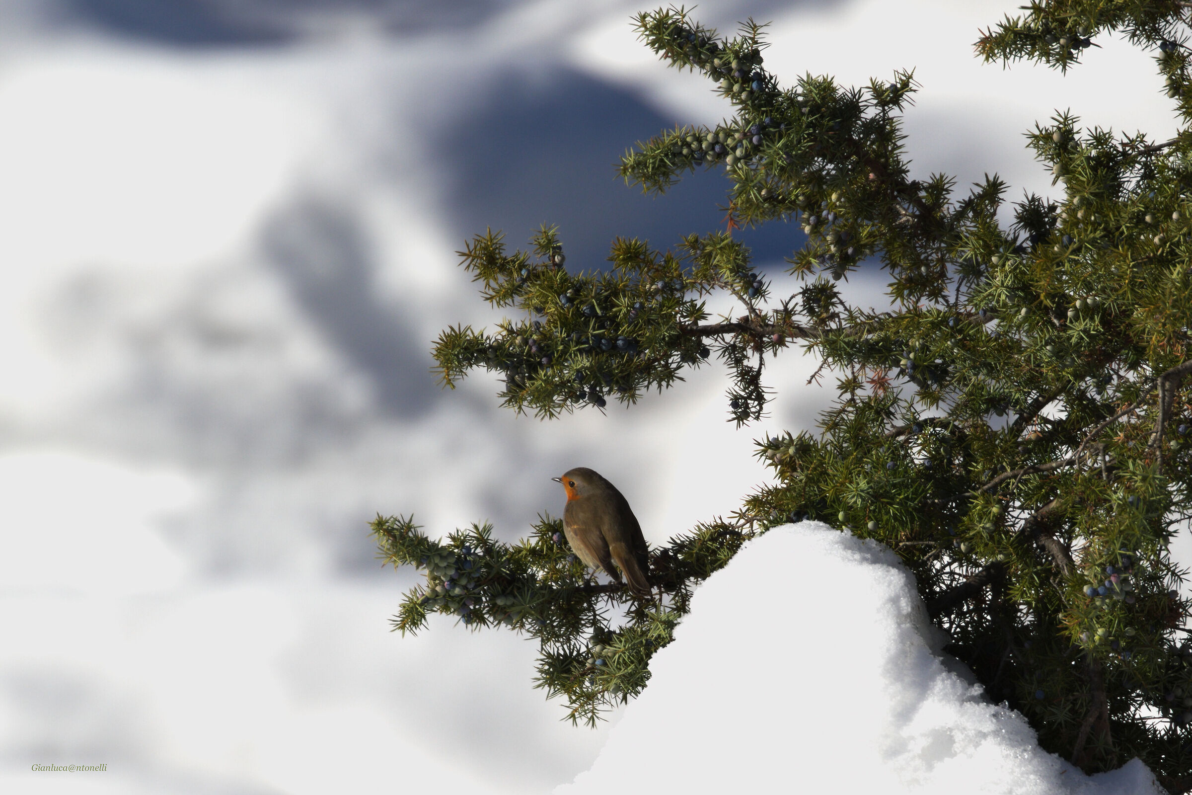 Robin (Alpine ...)
