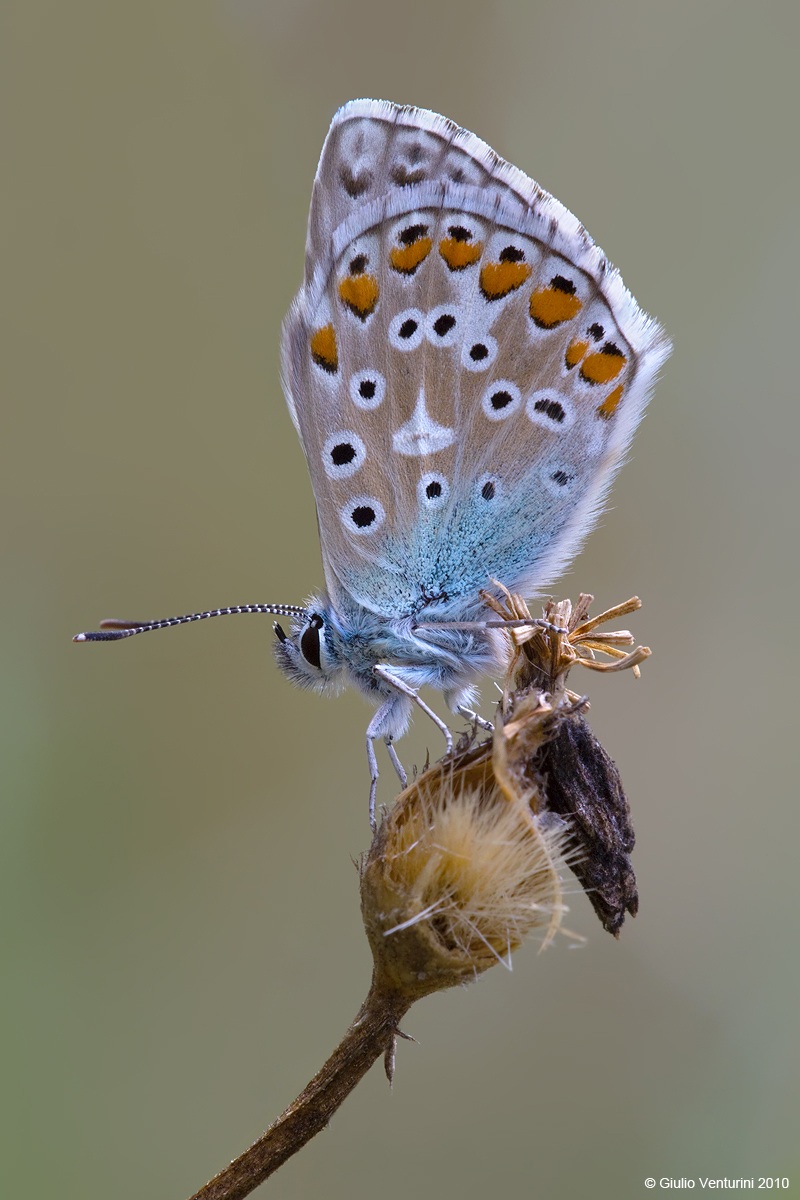 Licenide alle prime luci dell'alba