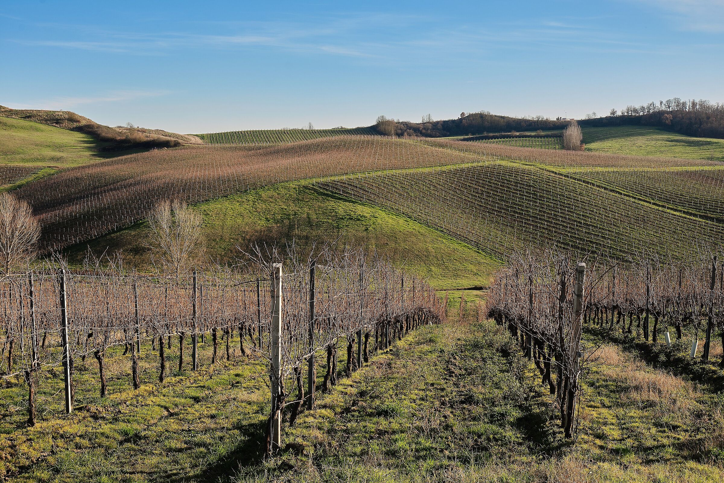 Vigneti del Valdarno