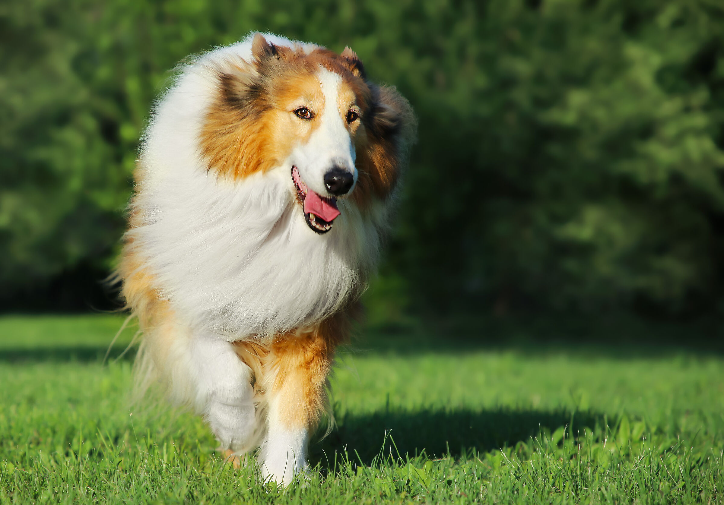 ......principessa di casa 2.0.......