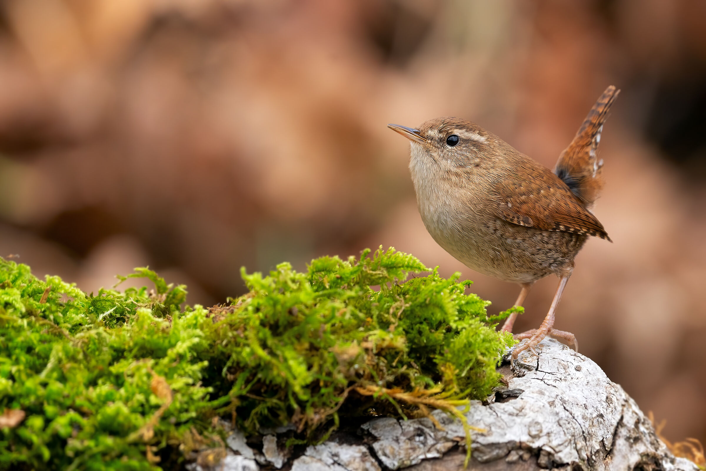 Lo scricciolo ambientato