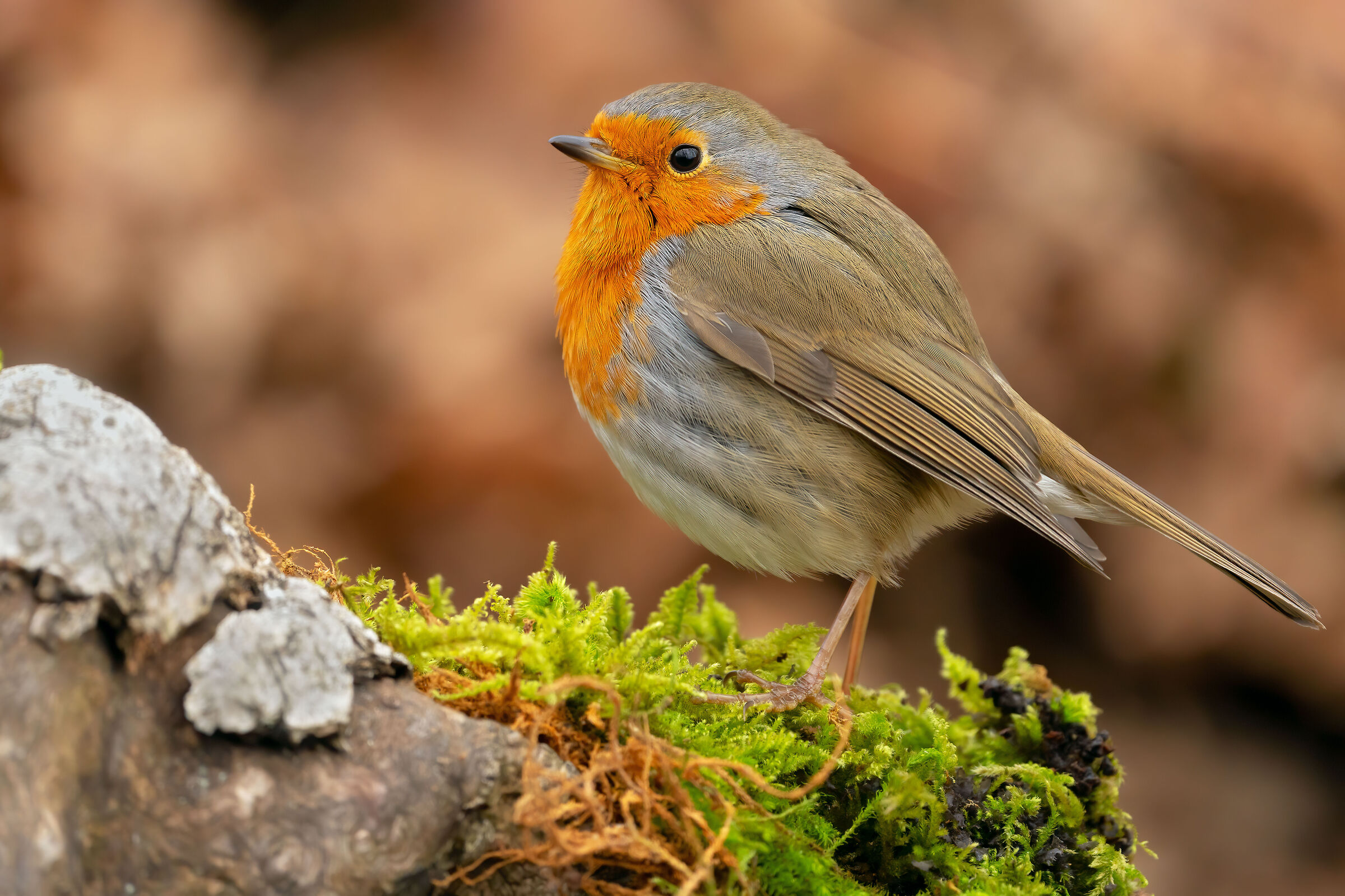 il magico pettirosso