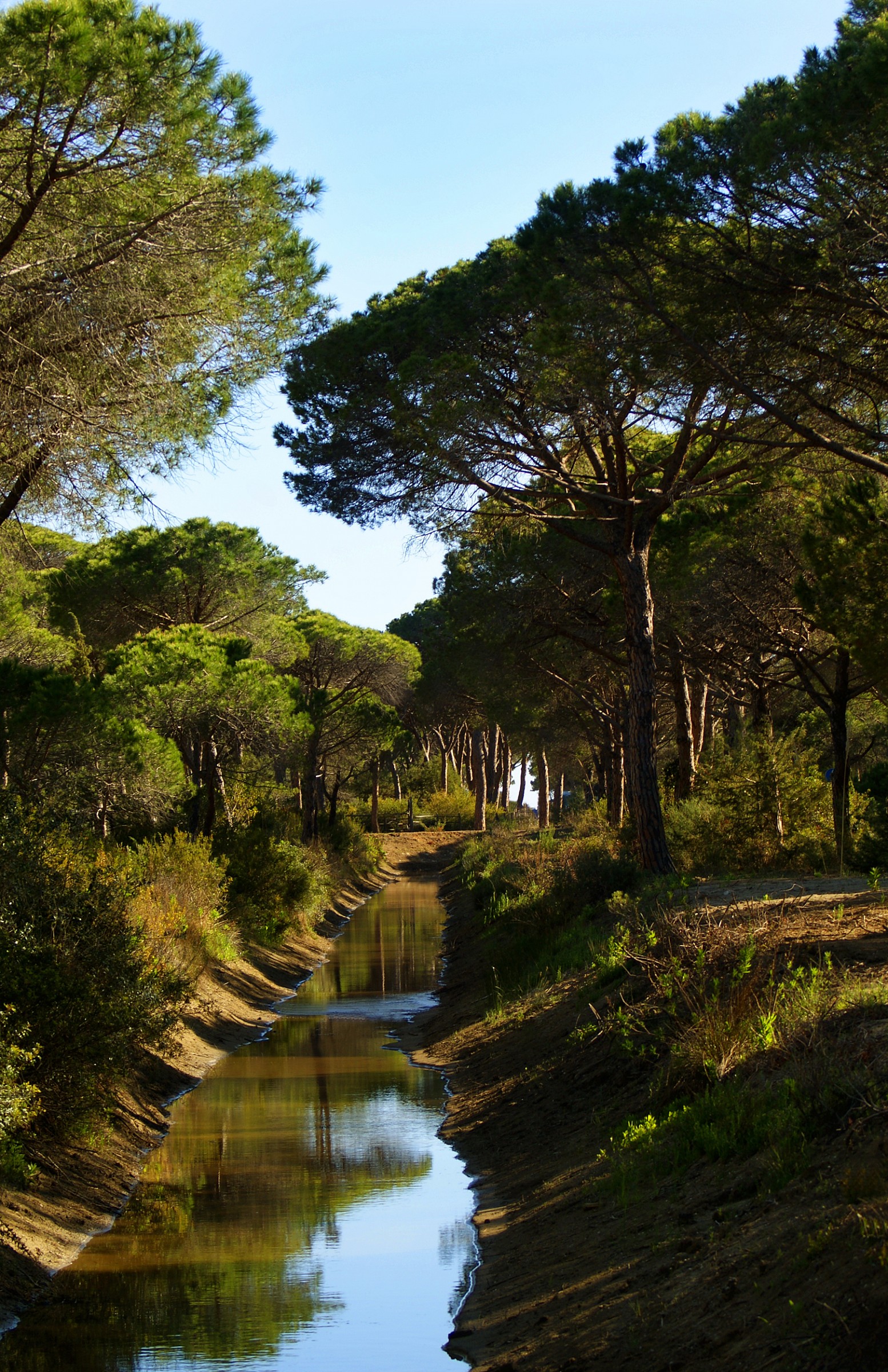 La pineta di Marina di Alberese