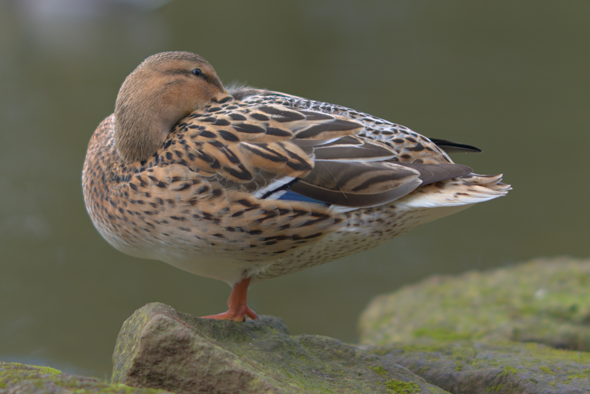 A Villa Borghese la vita scorre quieta.
