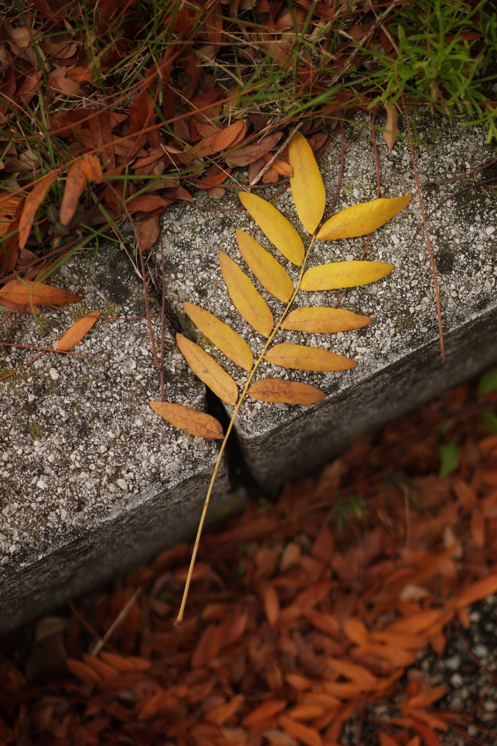 Come foglie d'autunno.