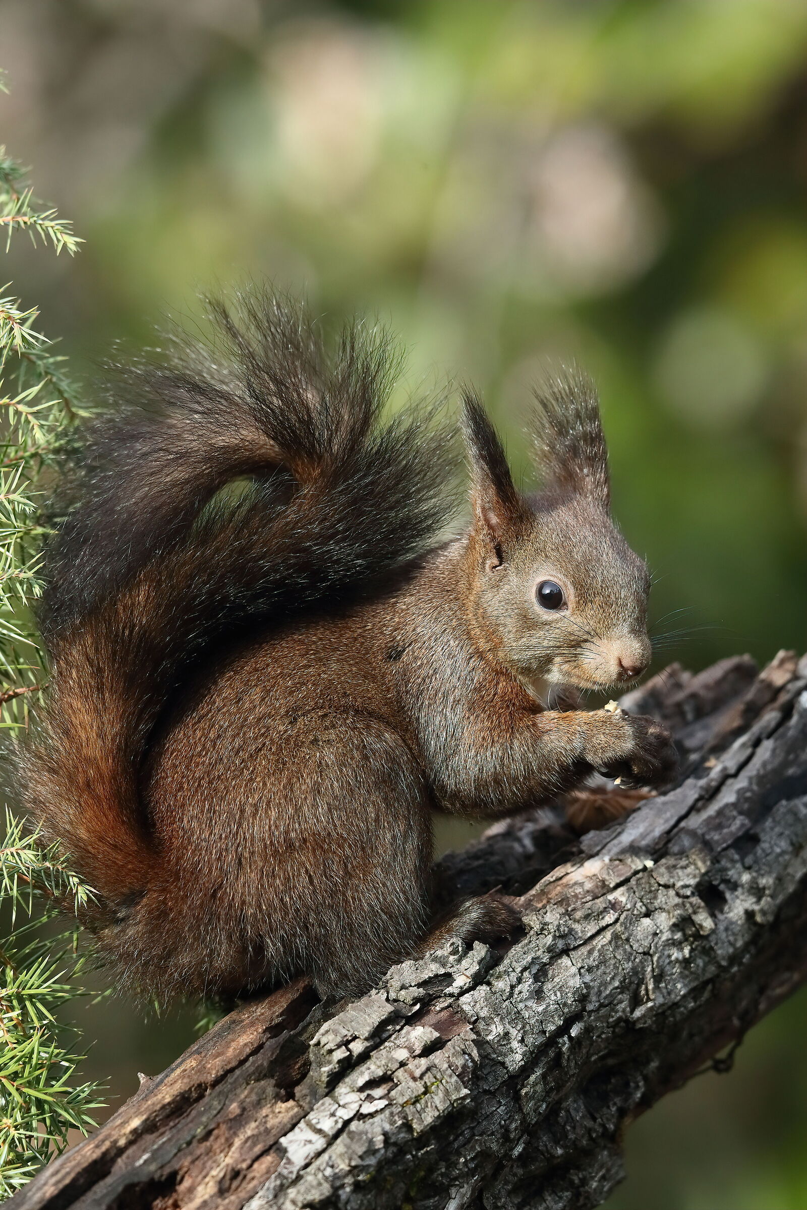 Squirrel