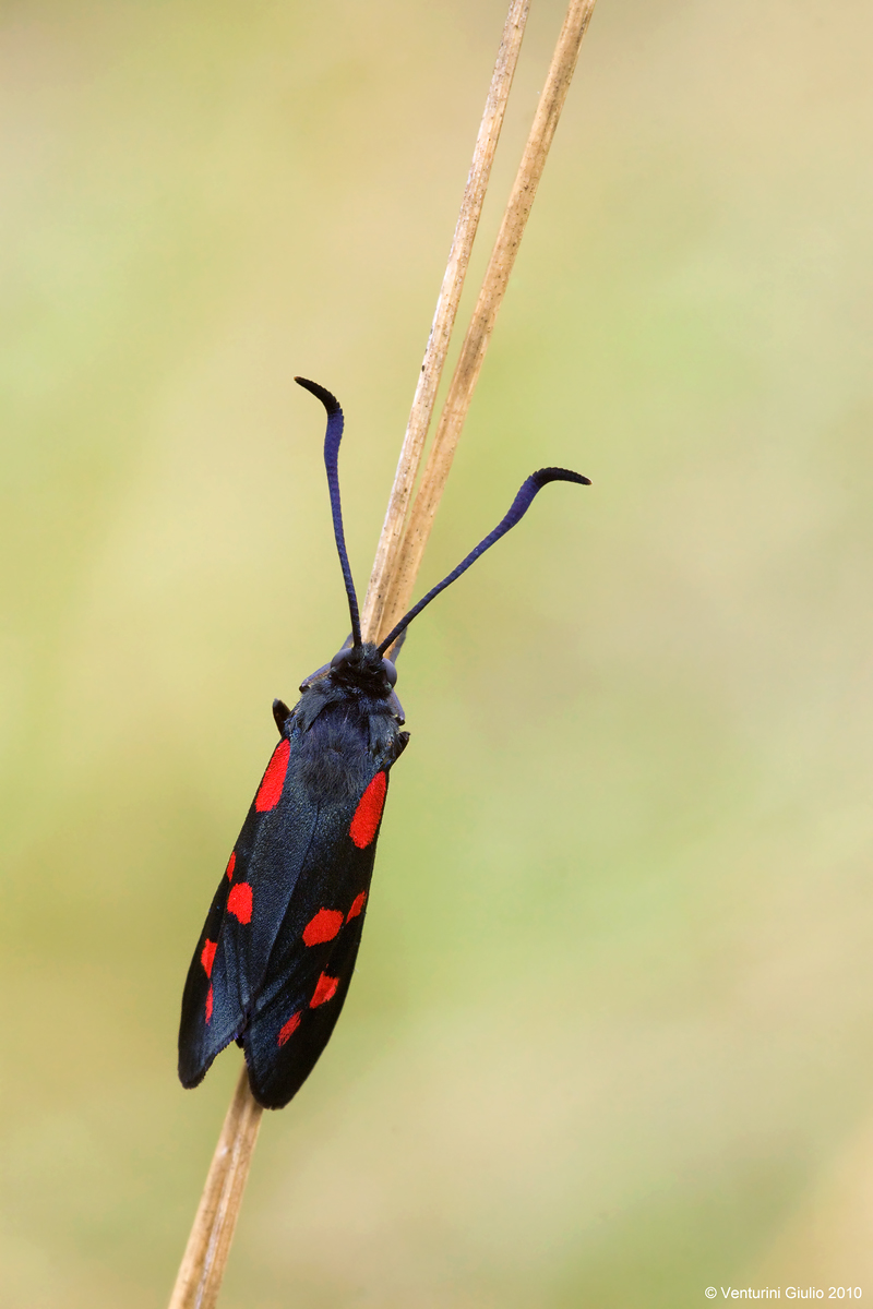 zygaena filipendulae