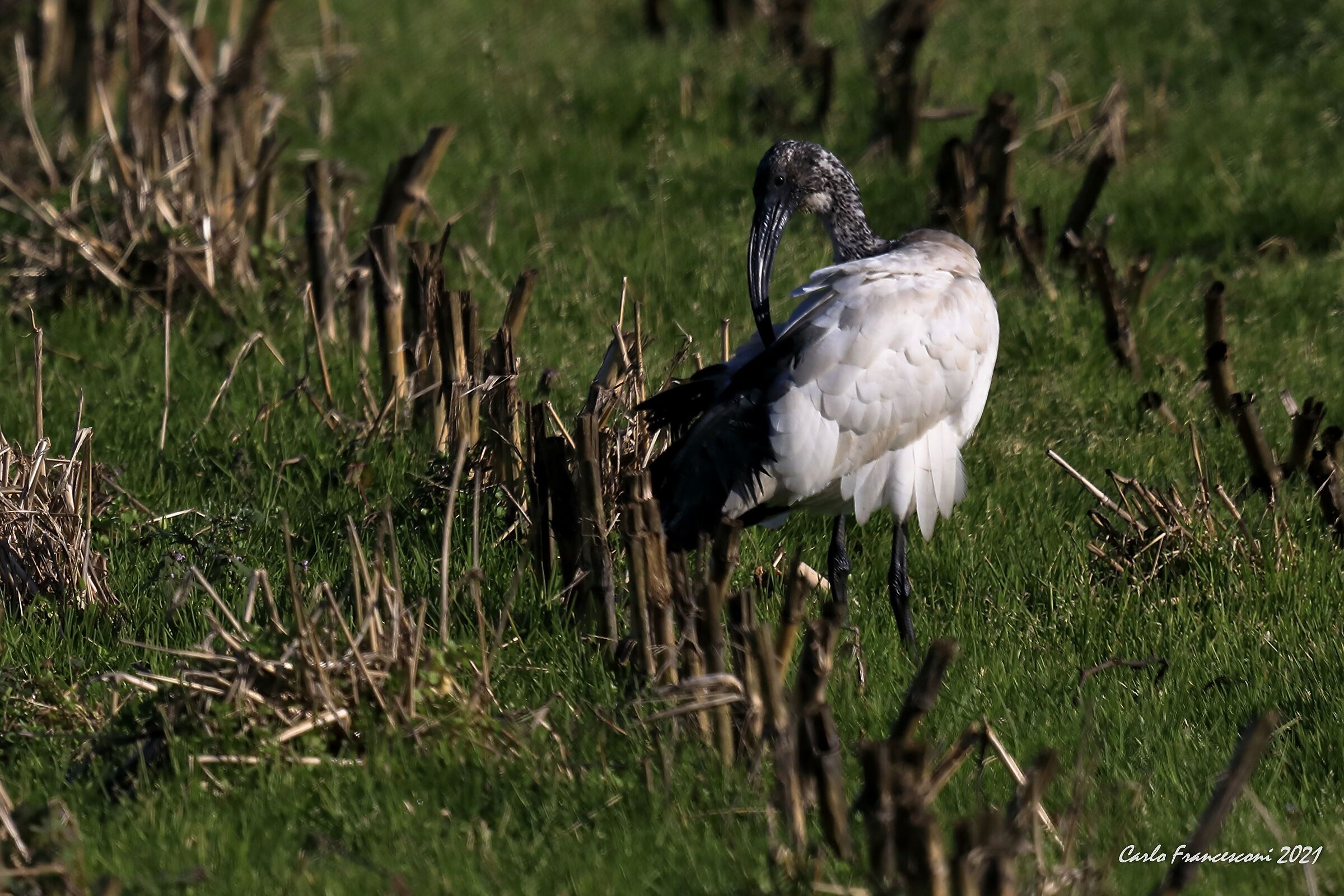 Ibis Eremita: torcicollo