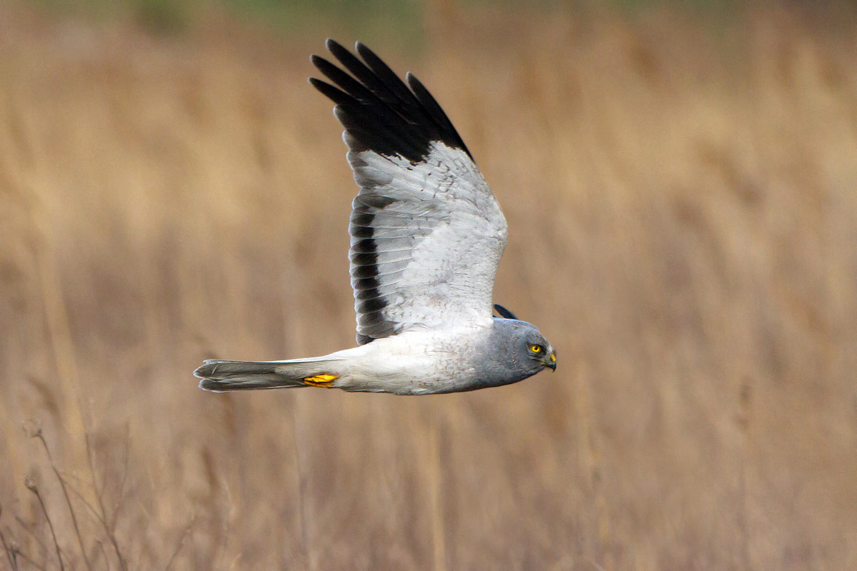 Royal harrier (Male)