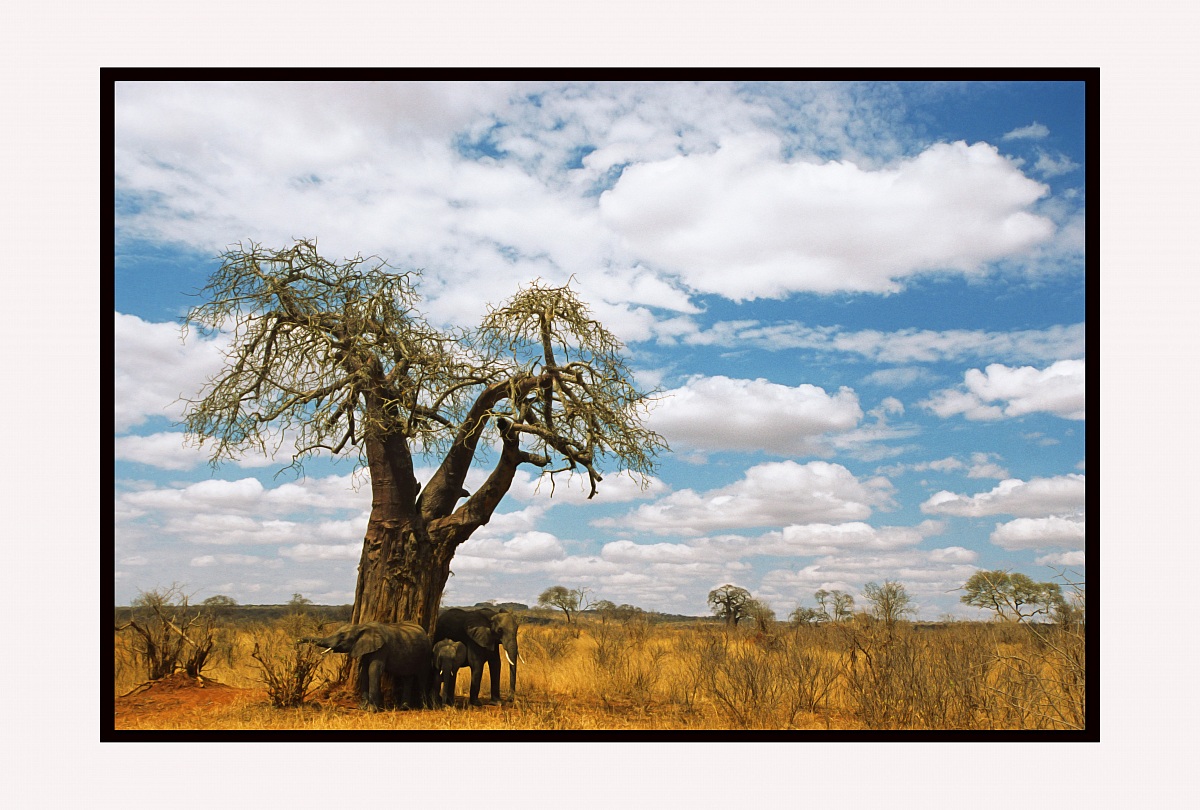 Under the Baobab .....