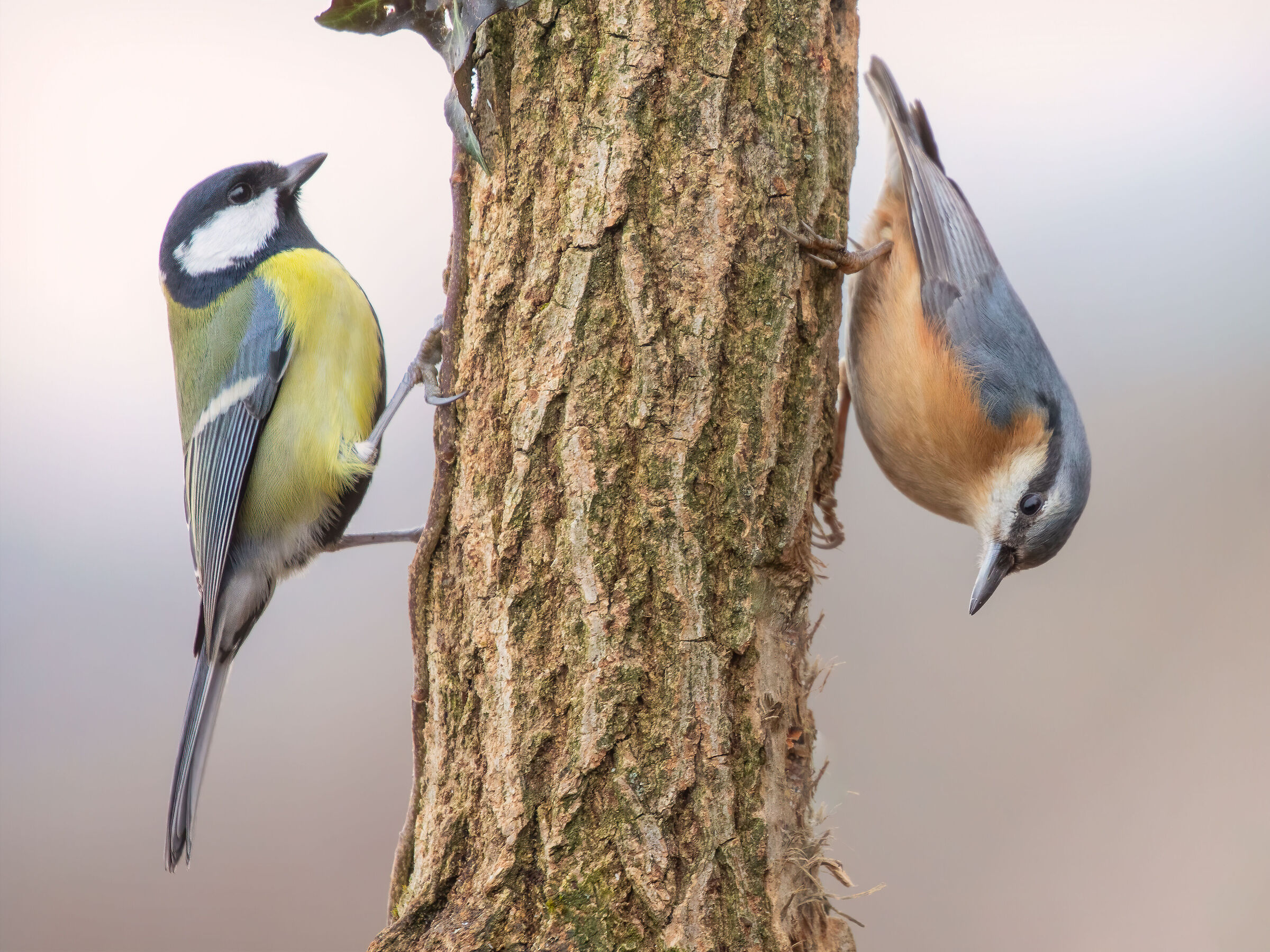 ... there are those who go down and there are those who go u...