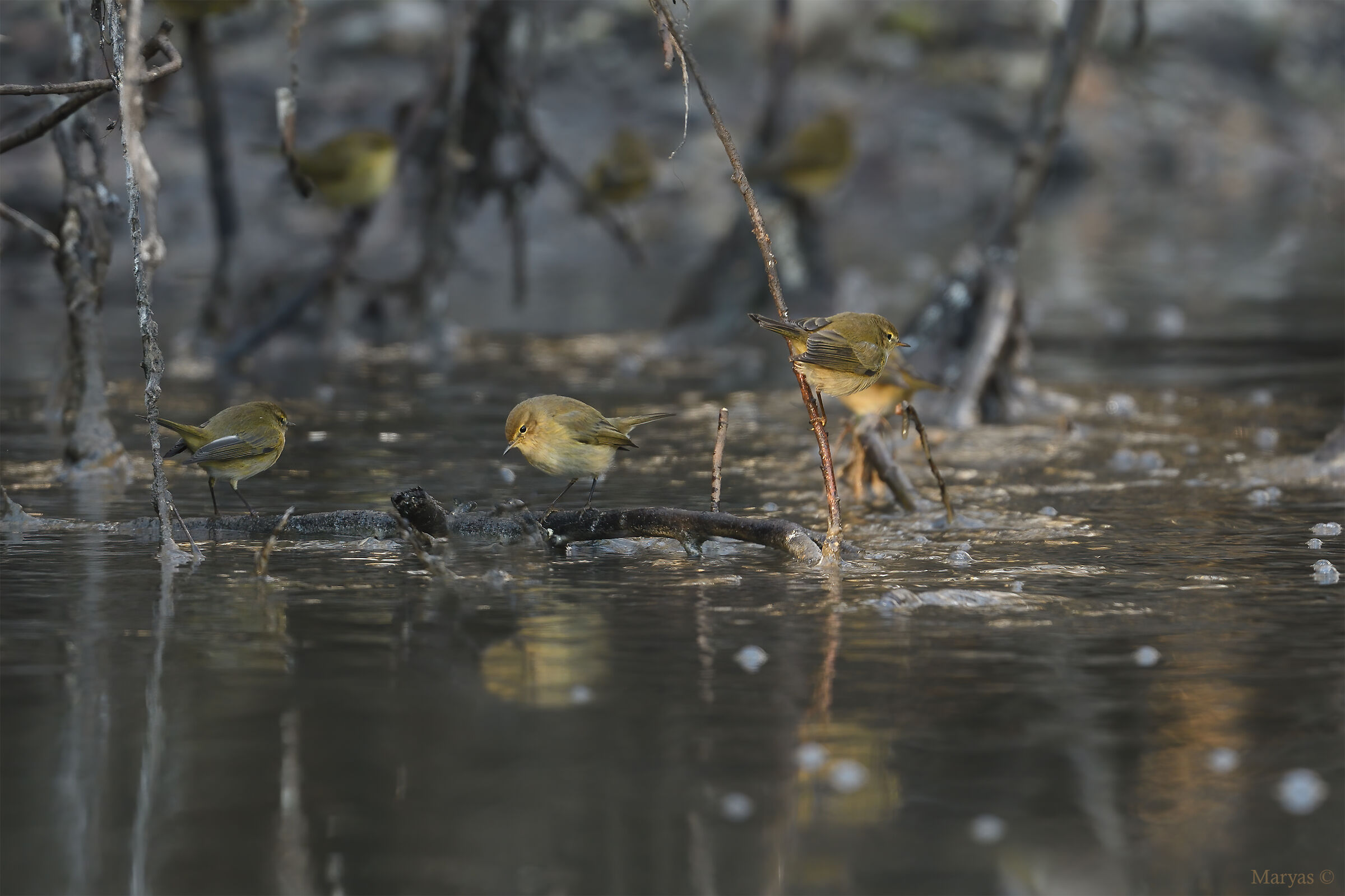 Chi non pesca in compagnia.......