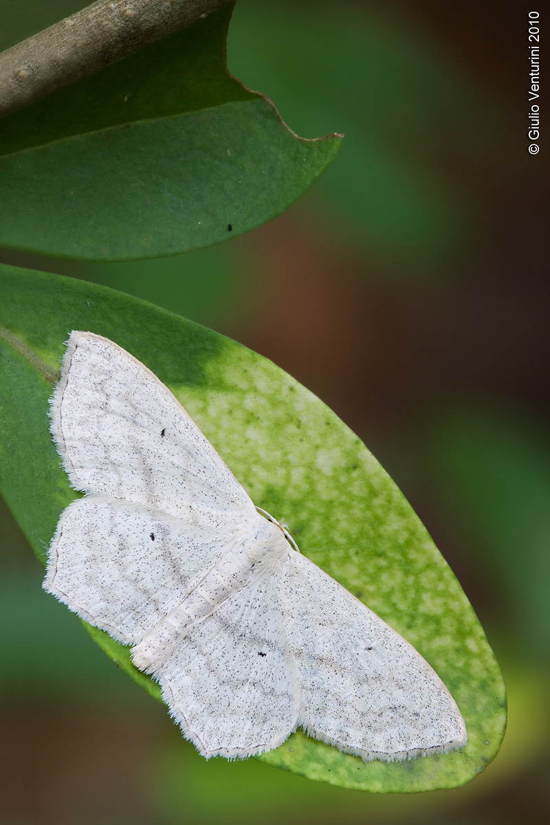 Geometridae del sottobosco