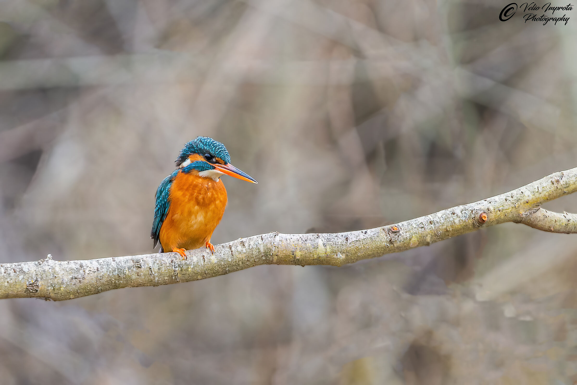 Kingfisher