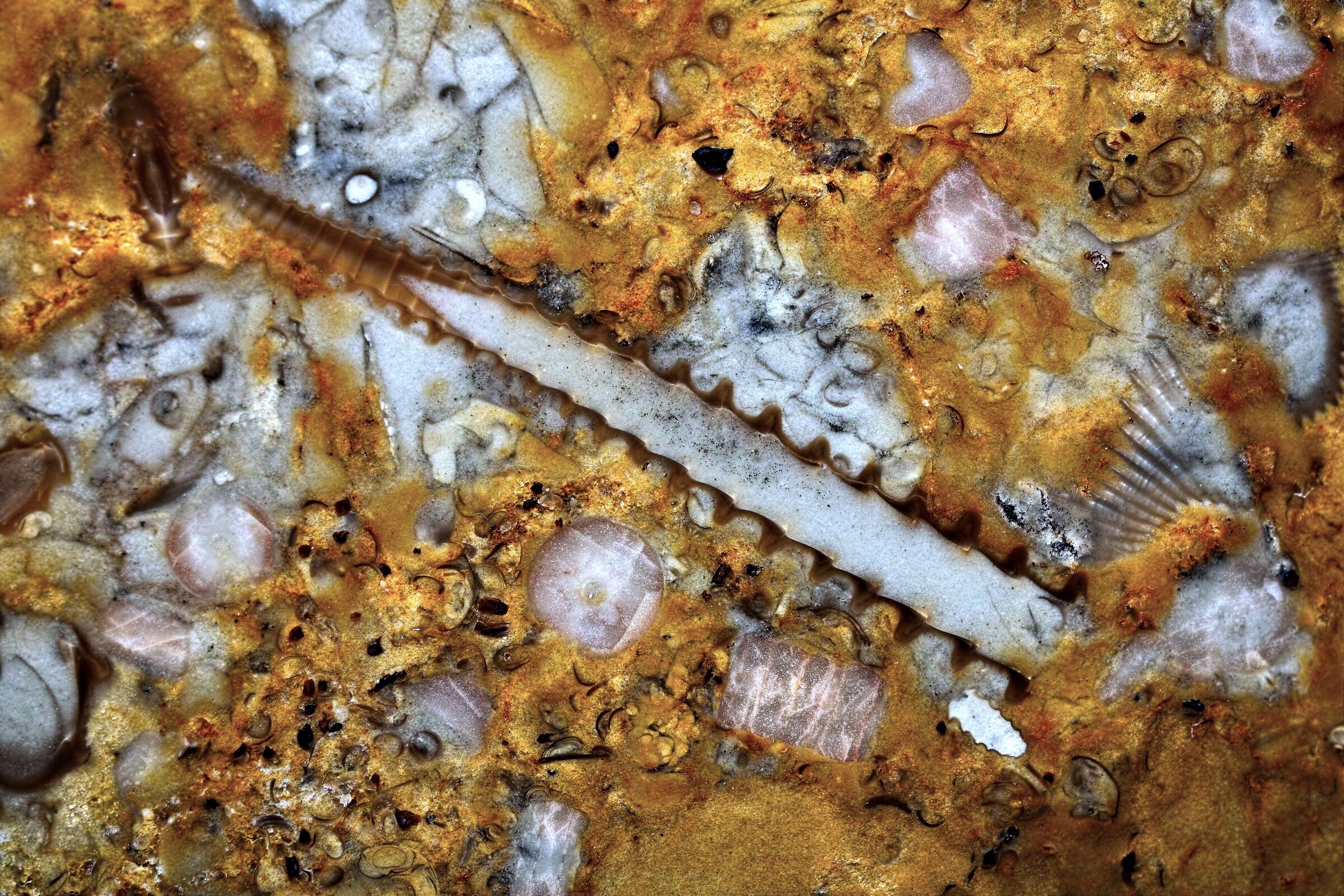 Fossils in limestone from the Baltic Sea