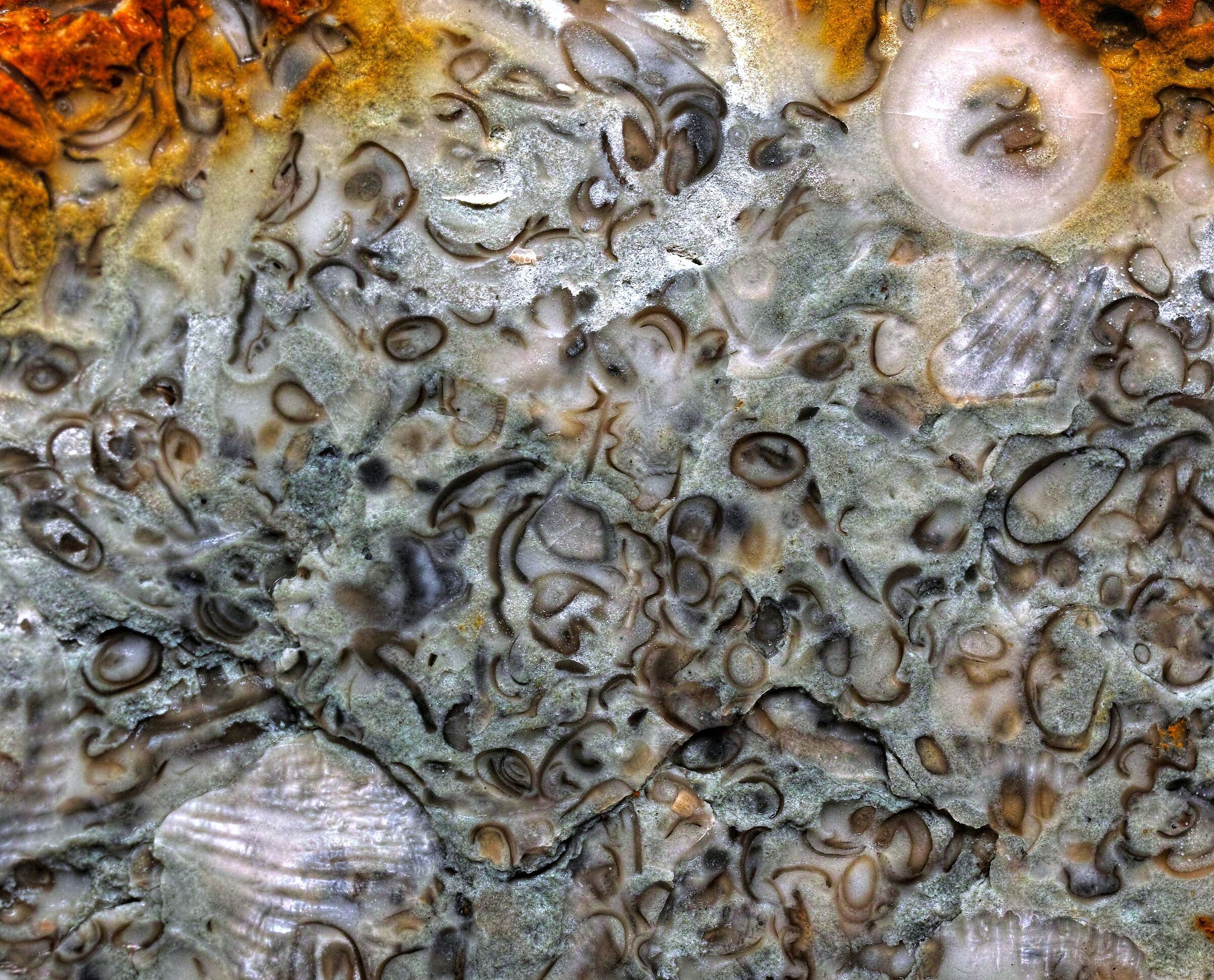 Fossils in limestone from the Baltic Sea