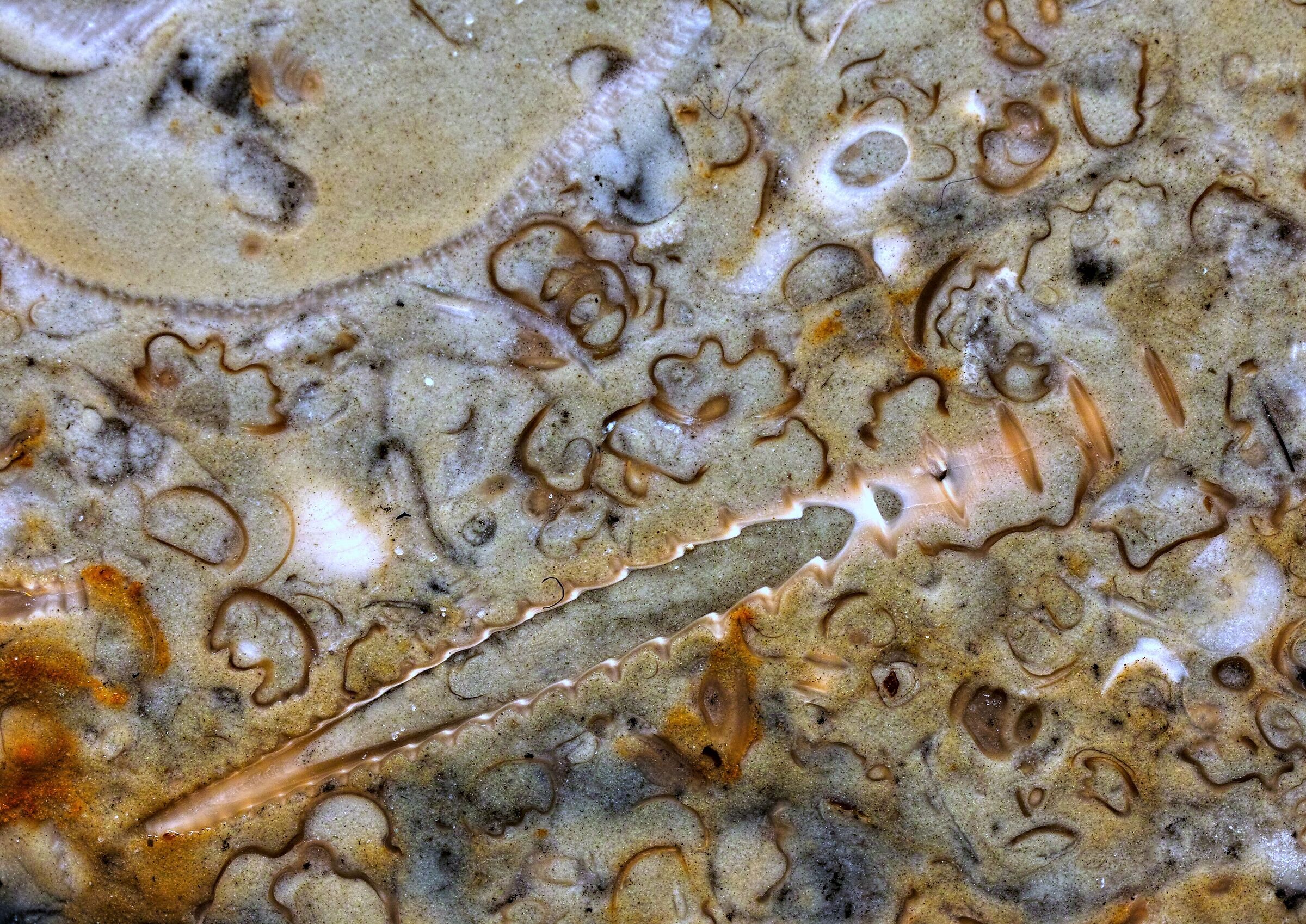 Fossils in limestone from the Baltic Sea