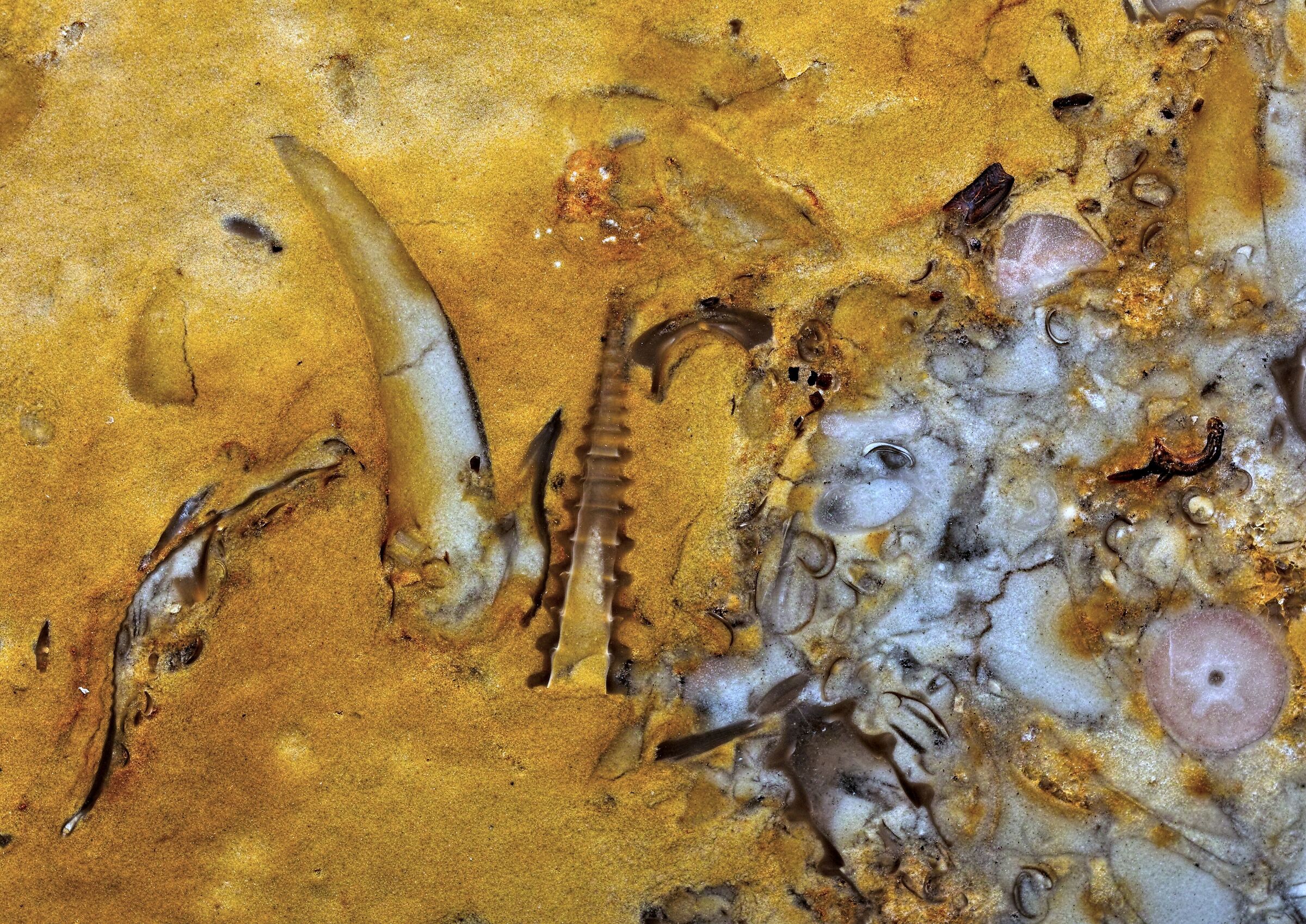 Fossils in limestone from the Baltic Sea