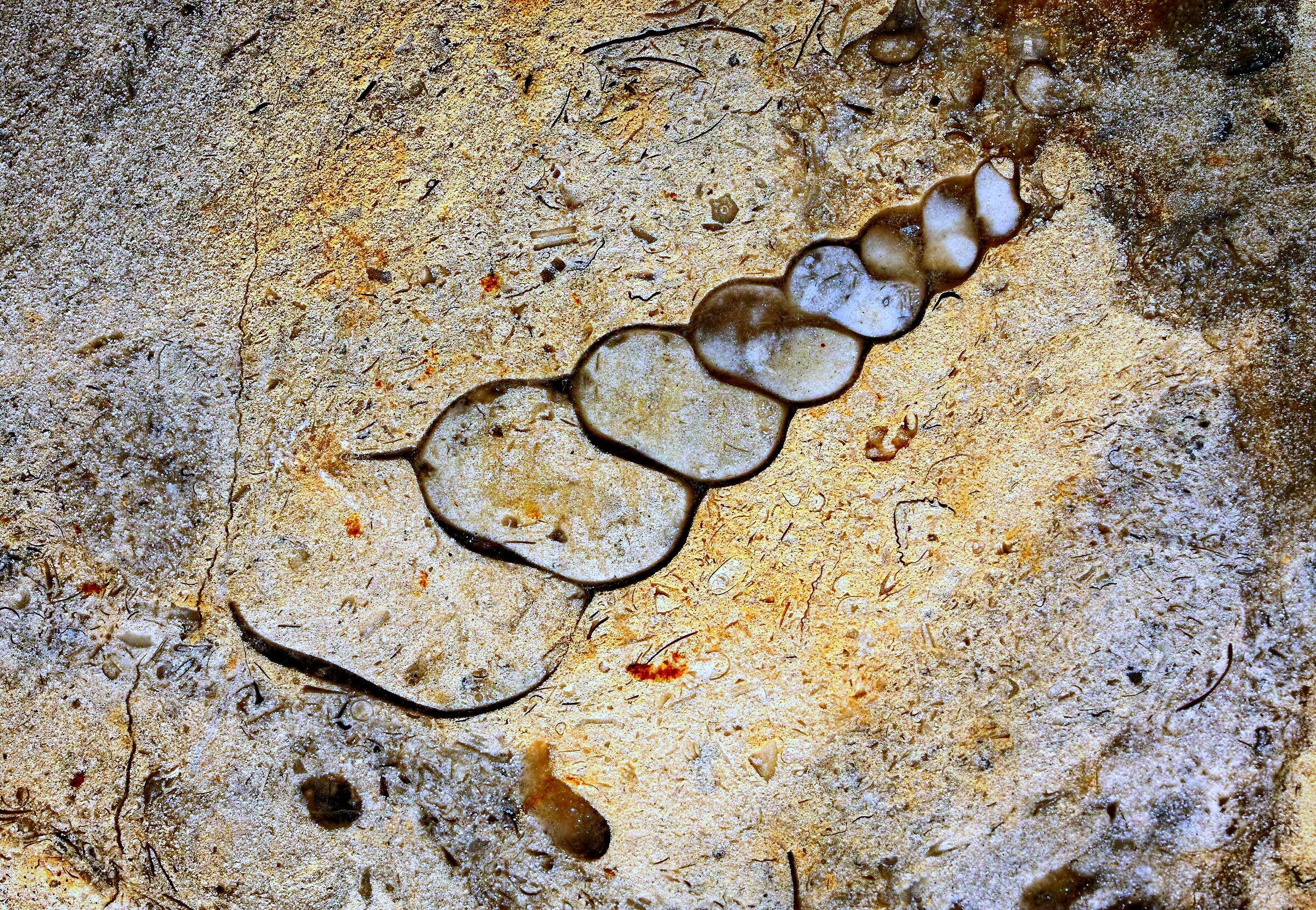 Fossils in limestone from the Baltic Sea