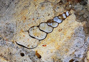 Fossils