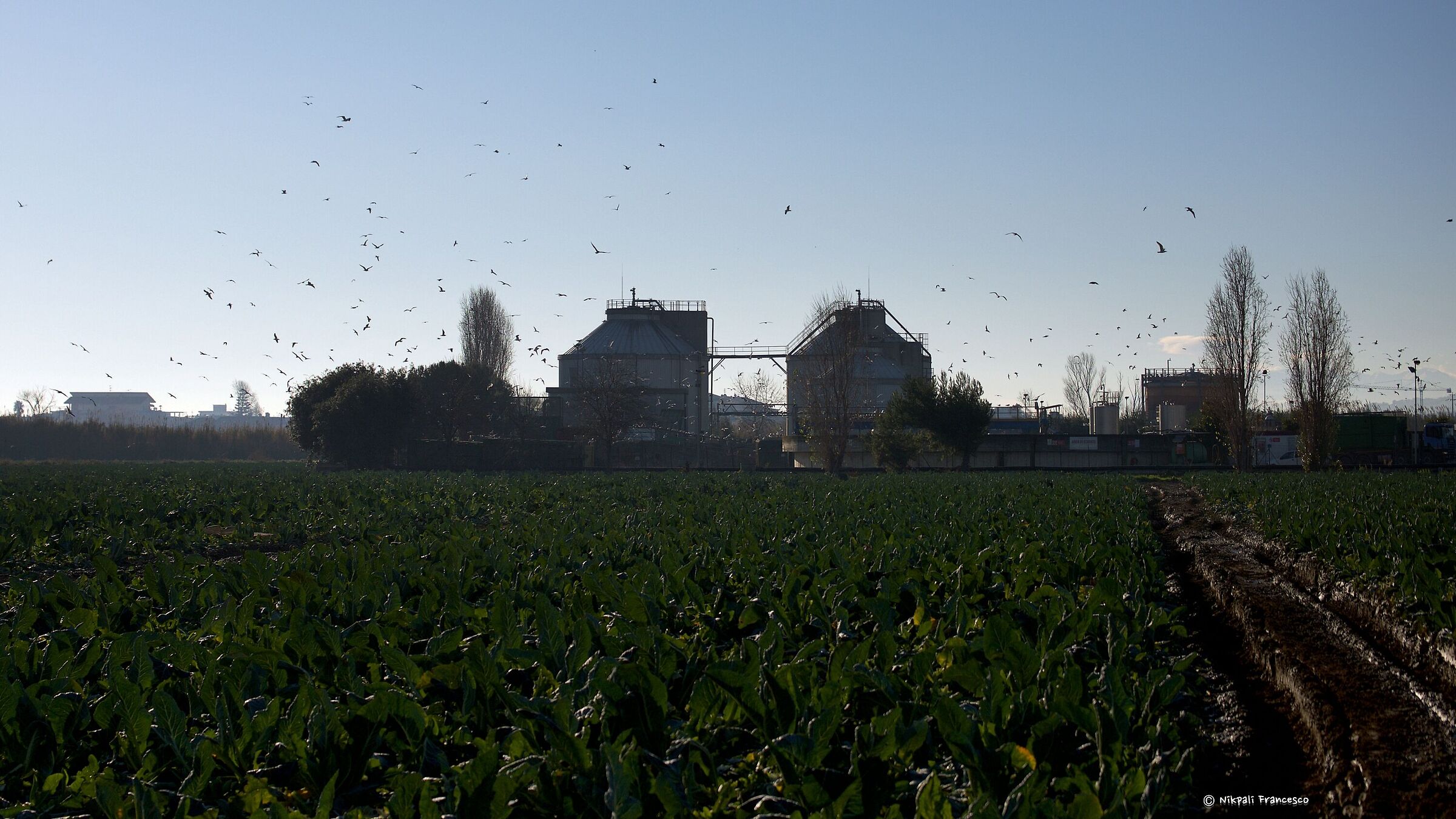 Looking for the food