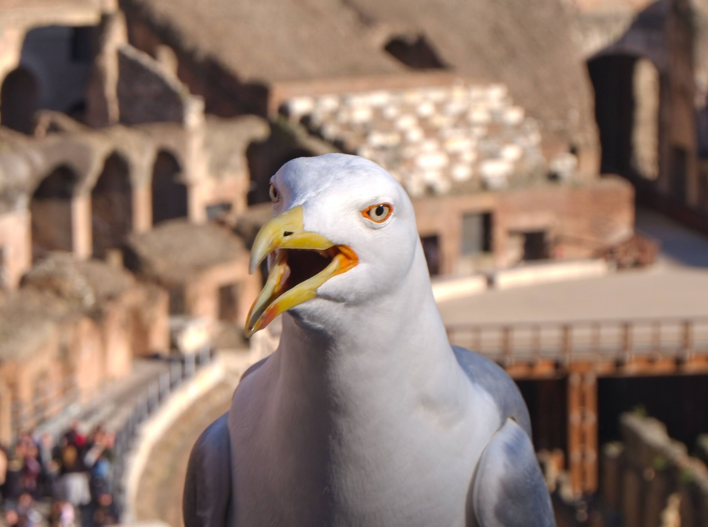 Un gabbiano arrabbiato