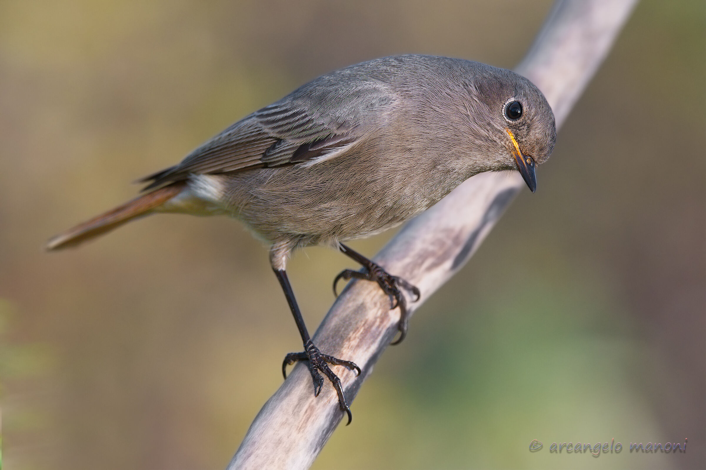 The Curious Codirosso
