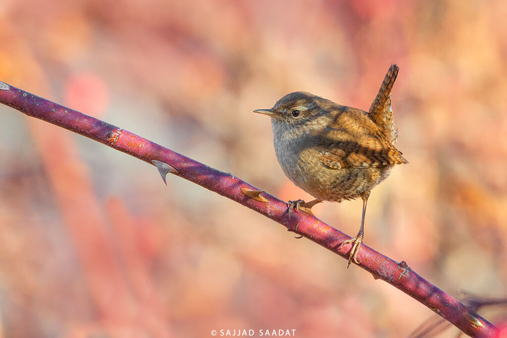Eurasian Wren