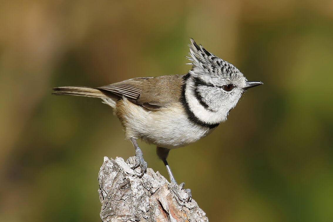 cincia dal ciuffo (Lophophanes cristatus)