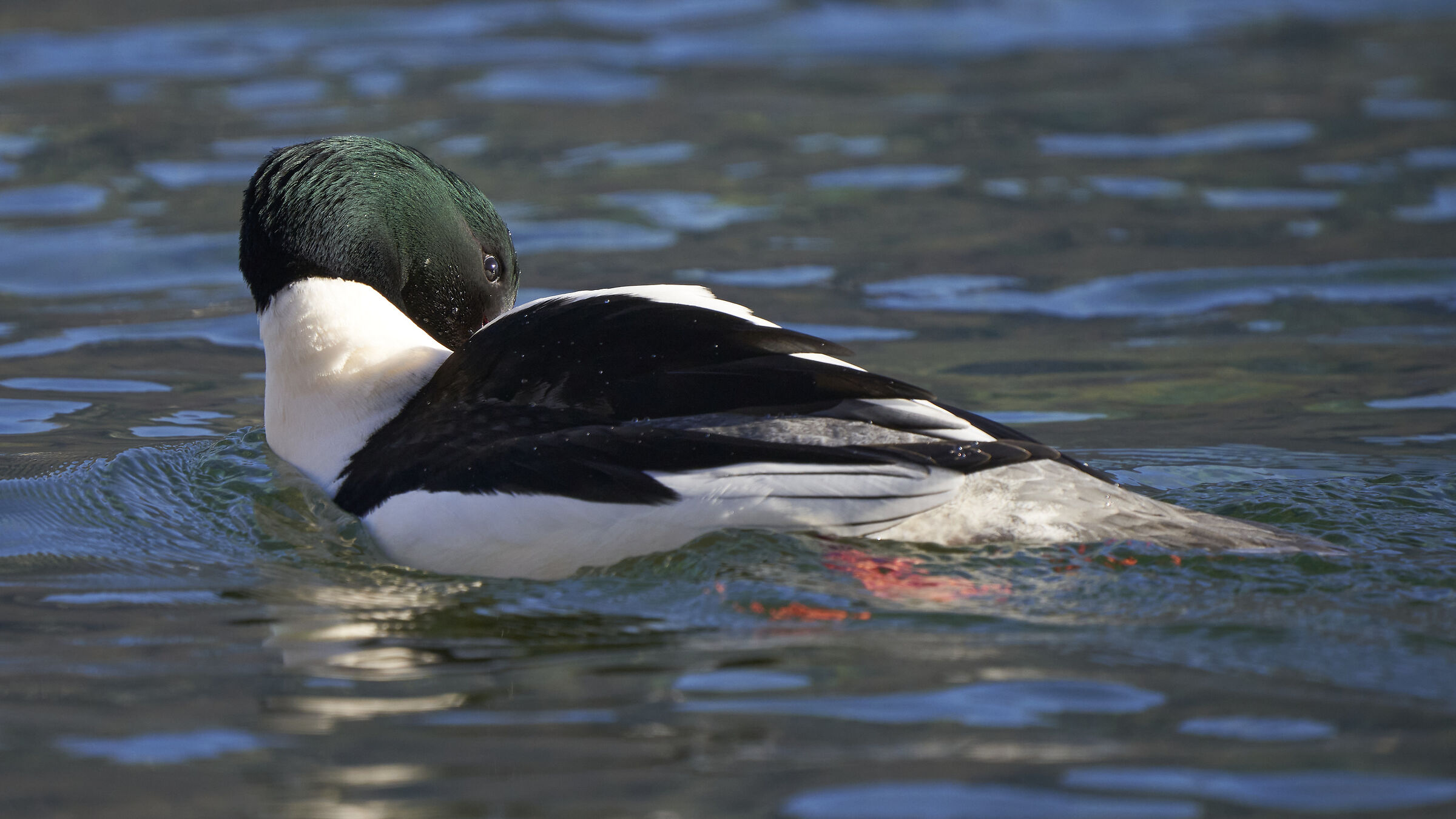 Smergo Maggiore maschio