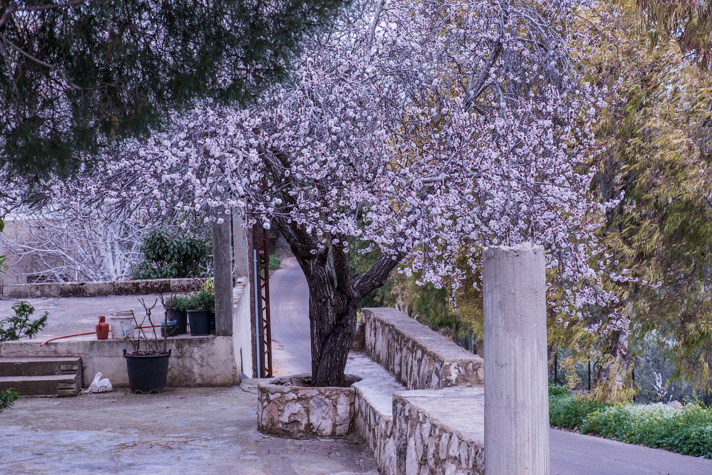Almond Tree in Blossom