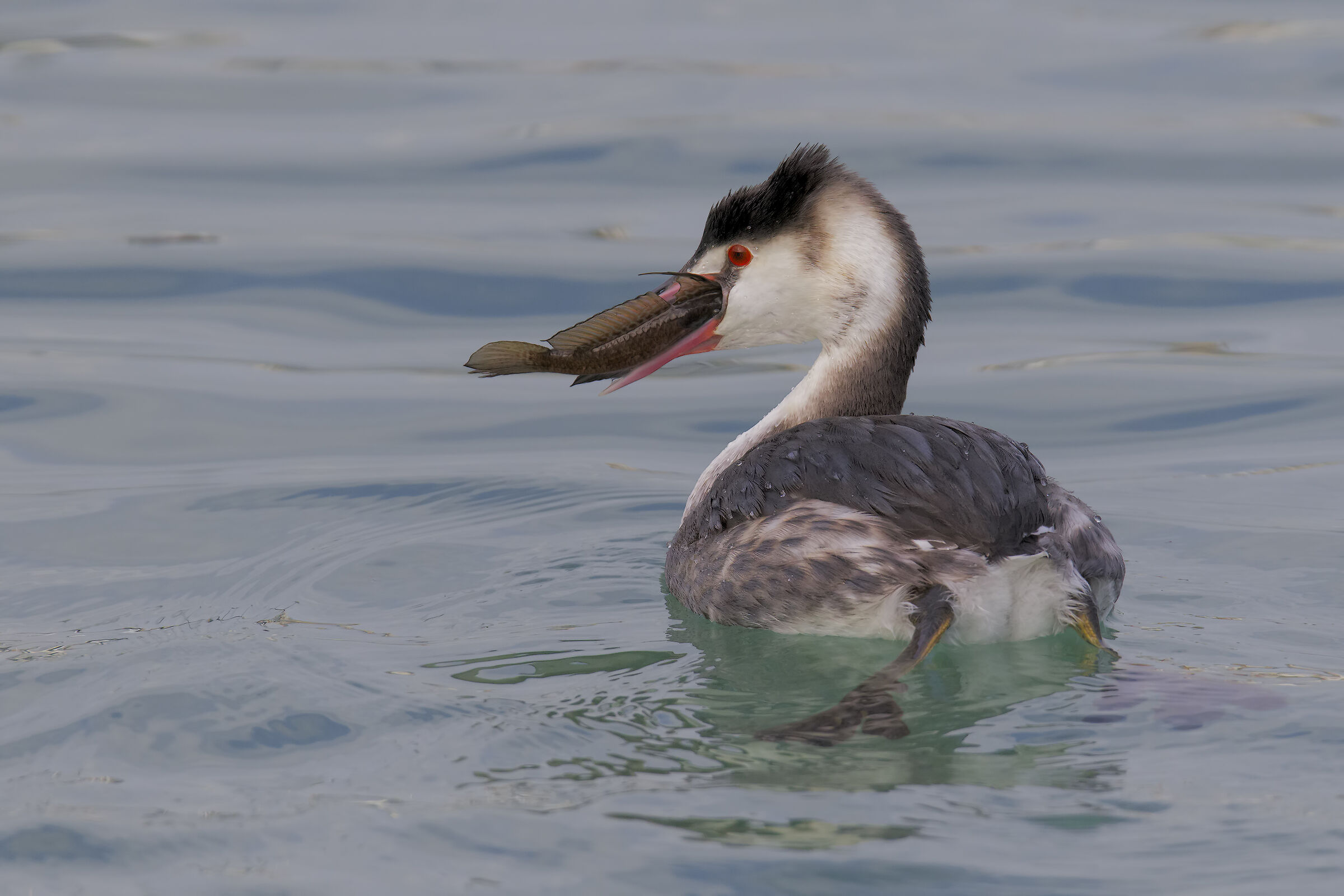 Svasso maggiore con Ghiozzo