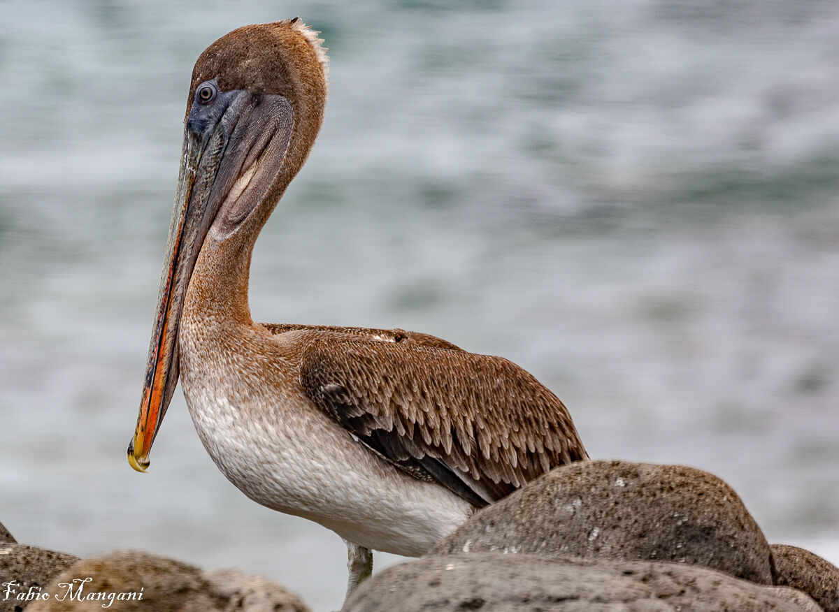 Pellicano delle galapagos