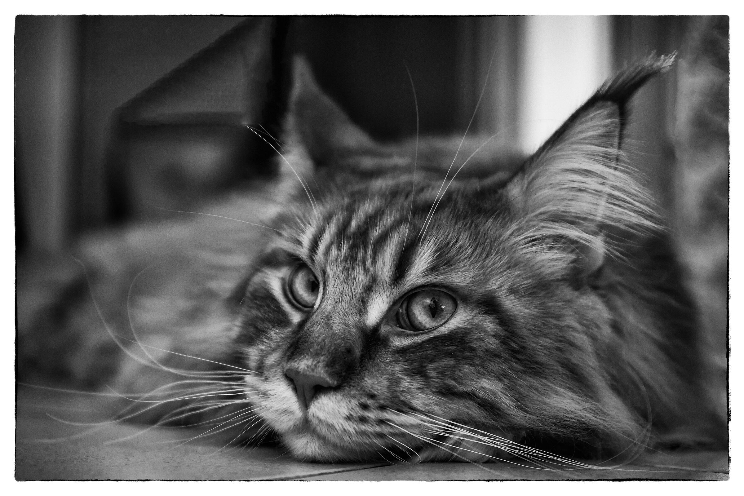 Firestorm X-Land.... per noi Theodore