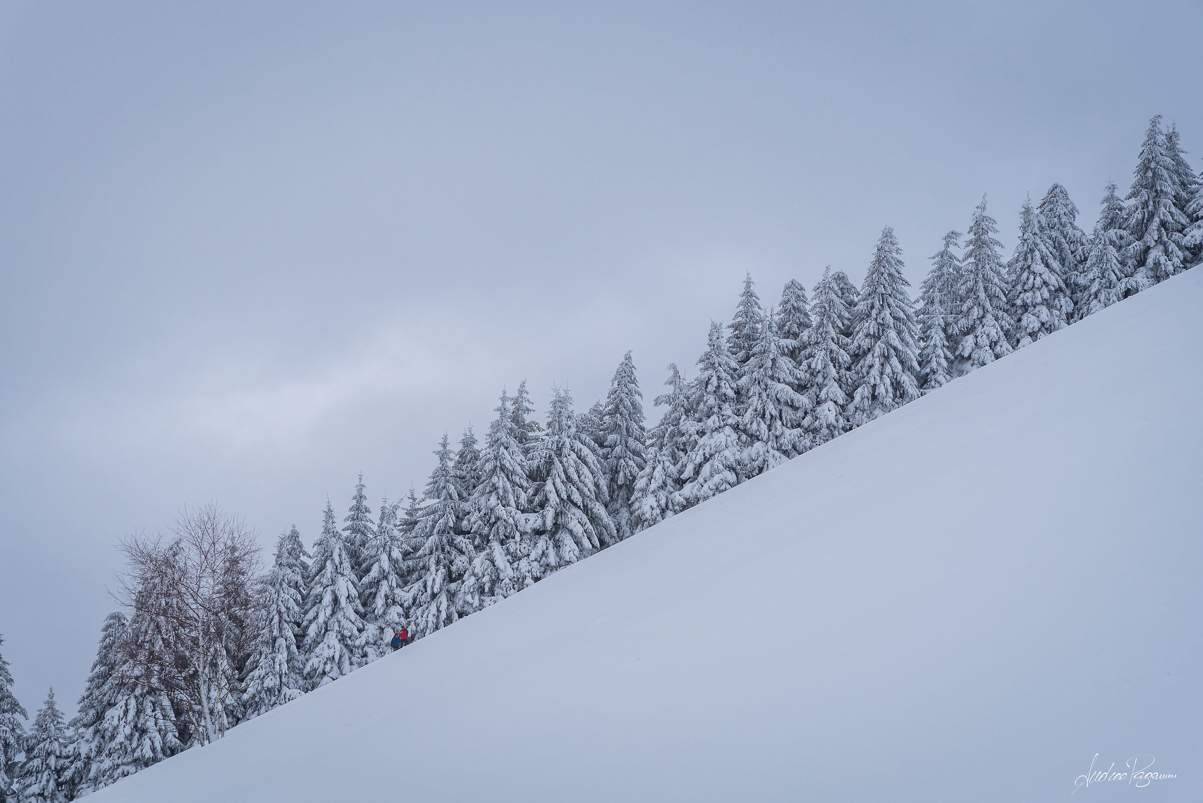 Bolettone o Norvegia?