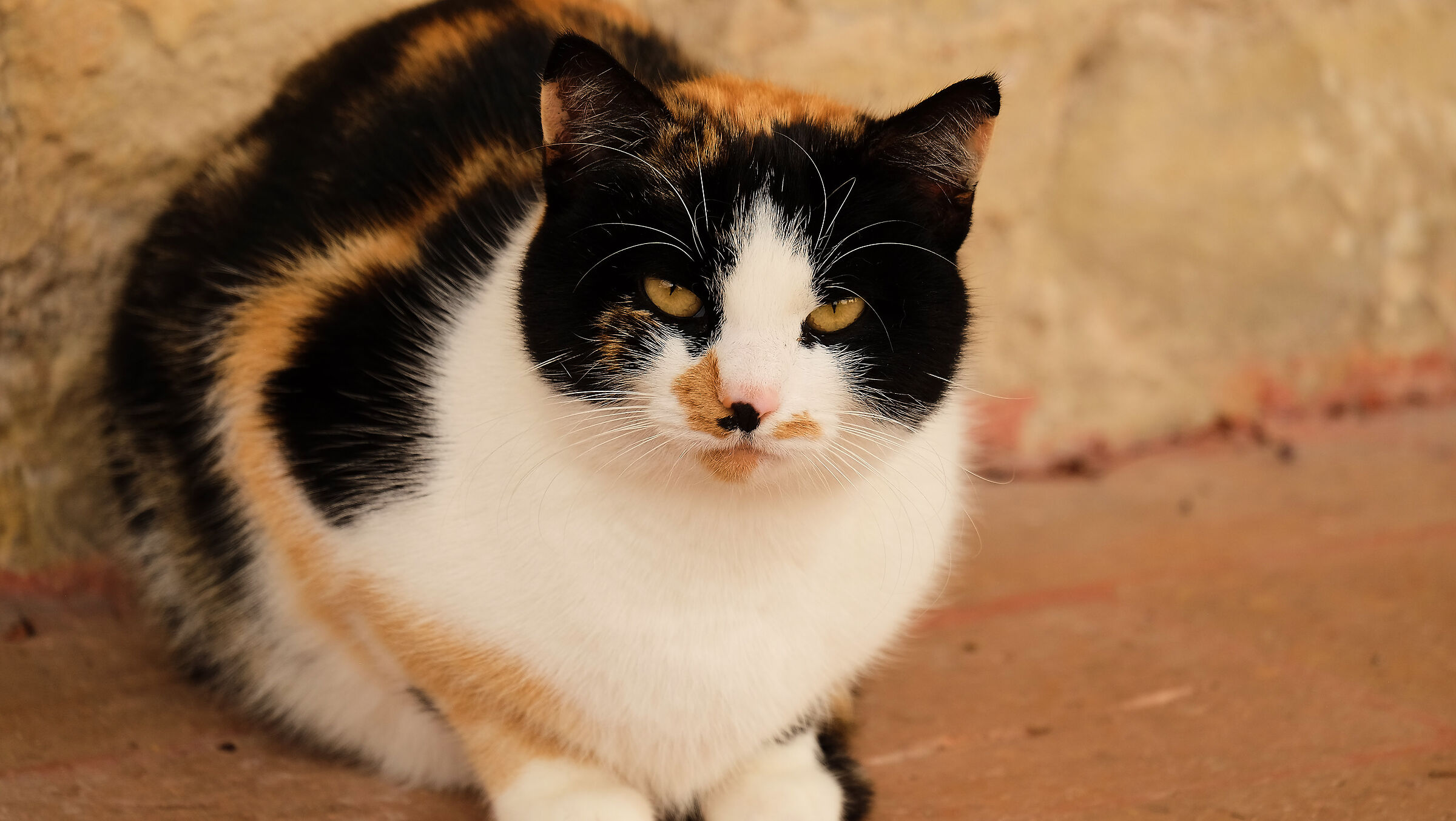 Gatto in veste invernale