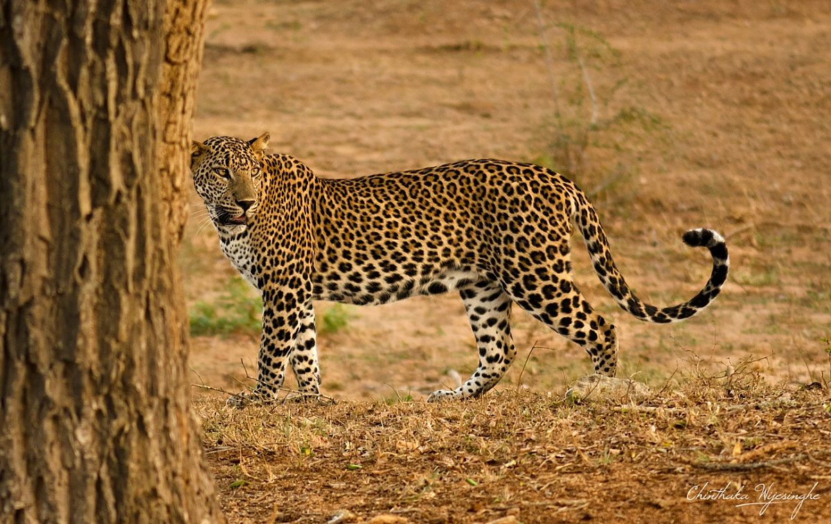 Sri Lanka Leopardo (Panthera pardus)