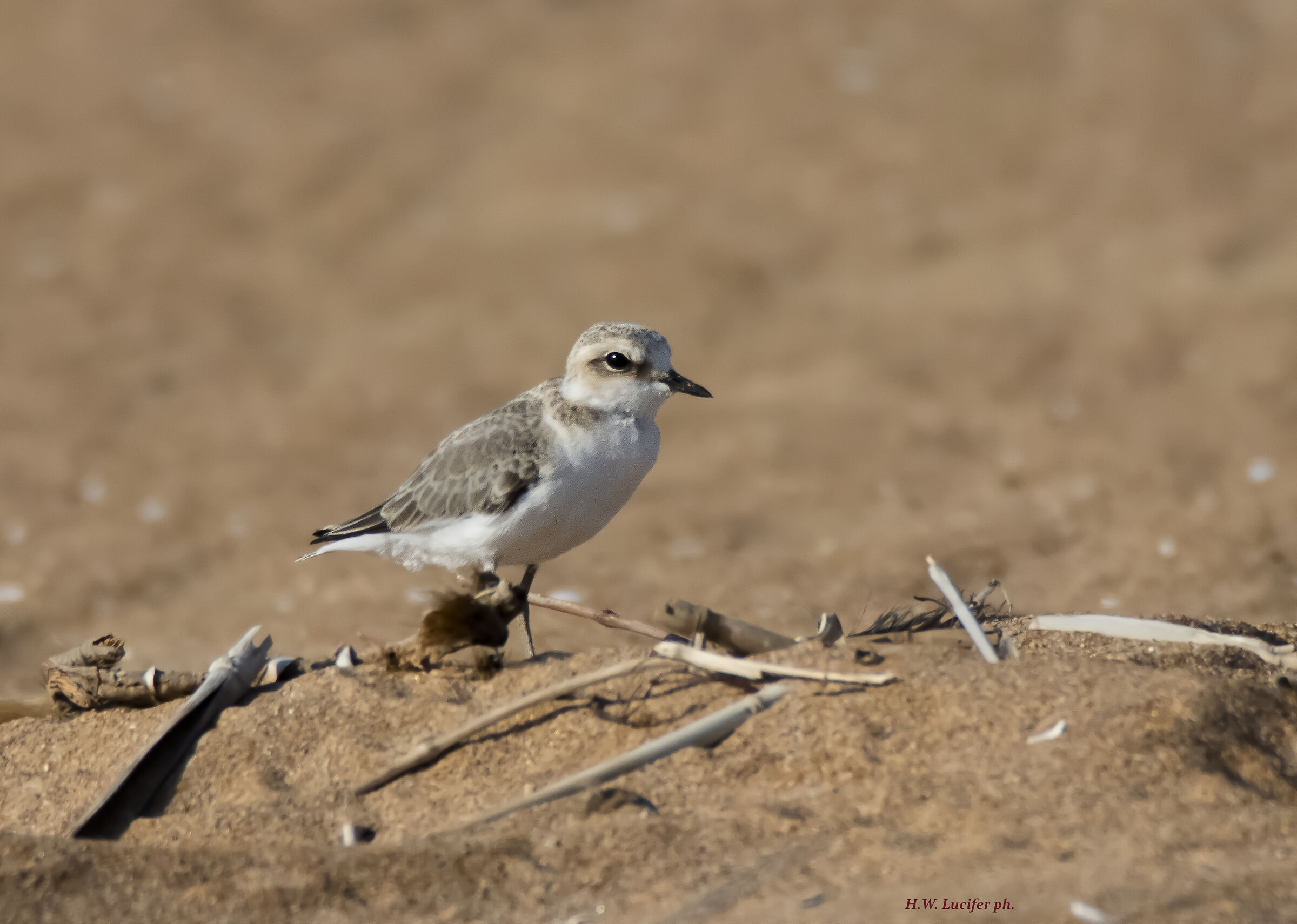The Sand Leprechaict