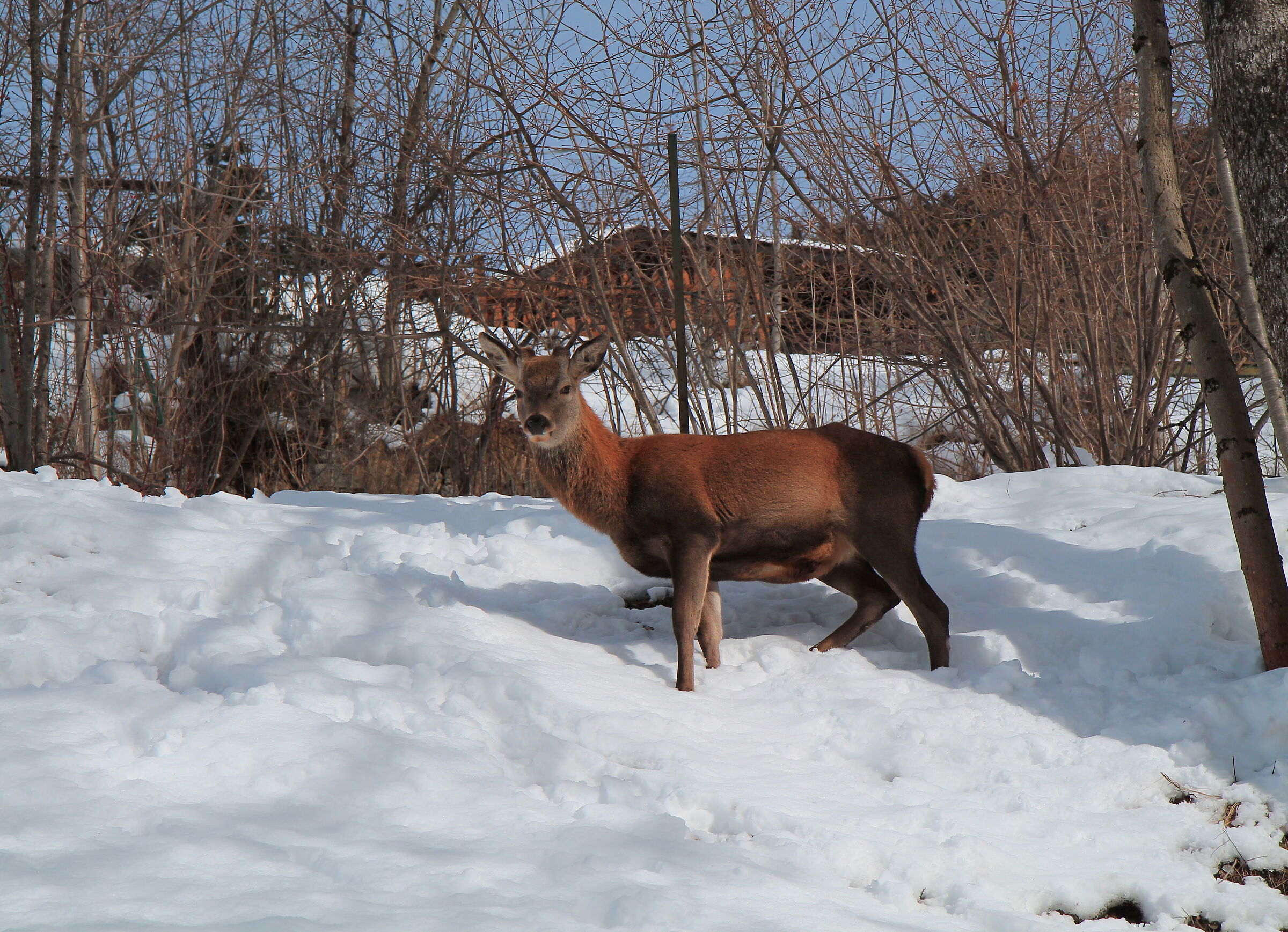 Unexpected encounters behind the house