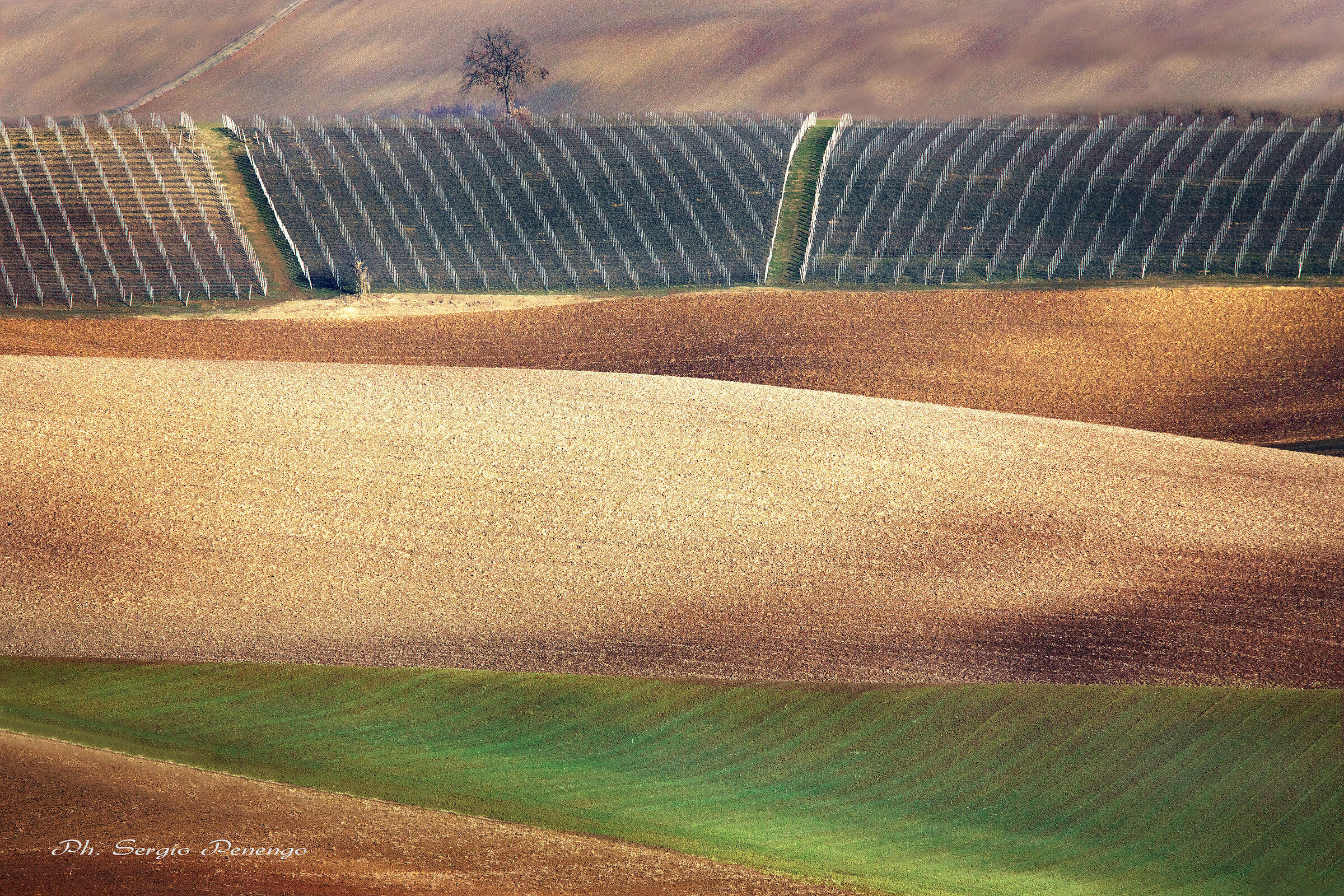 Inverno nel Monferrato