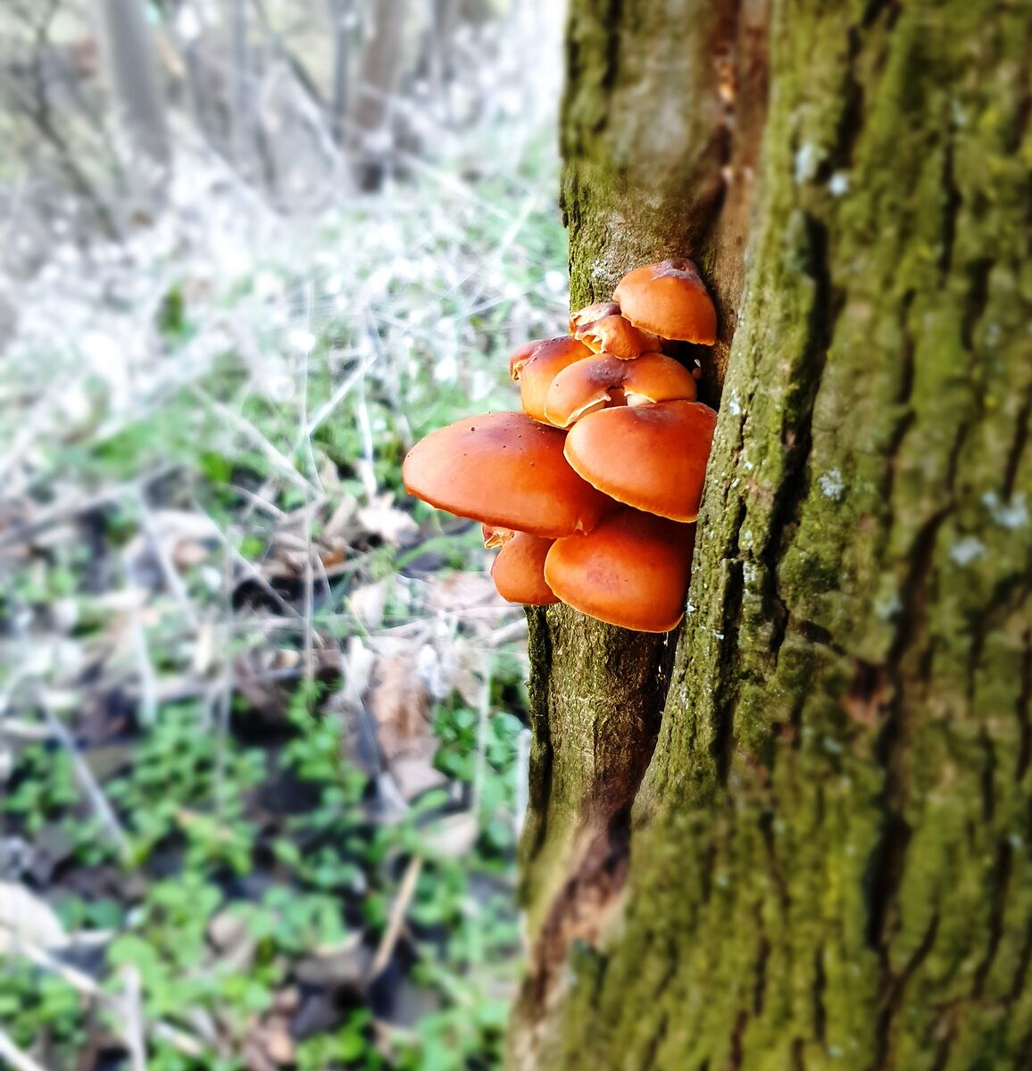 mushrooms 3