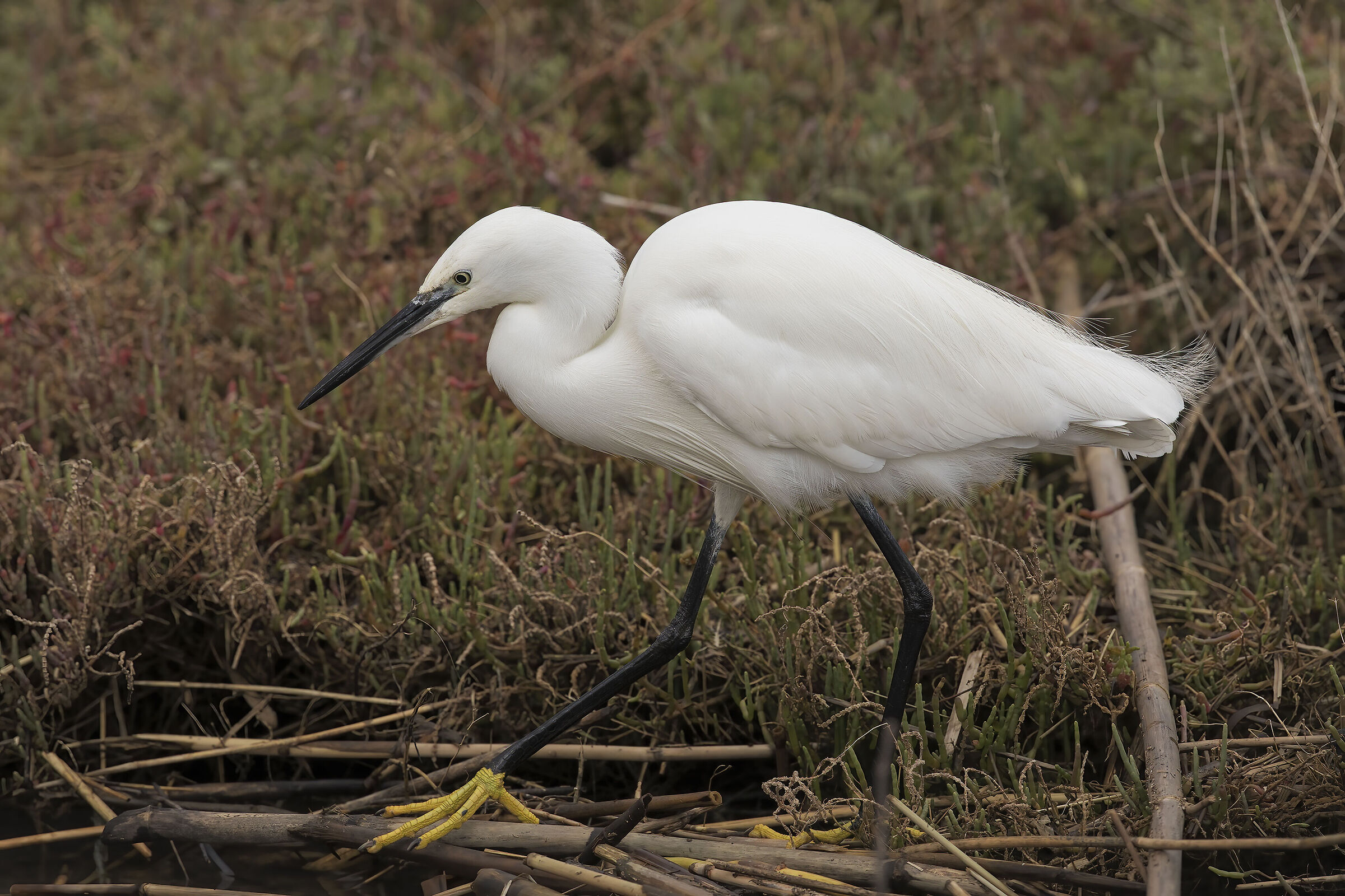 egret