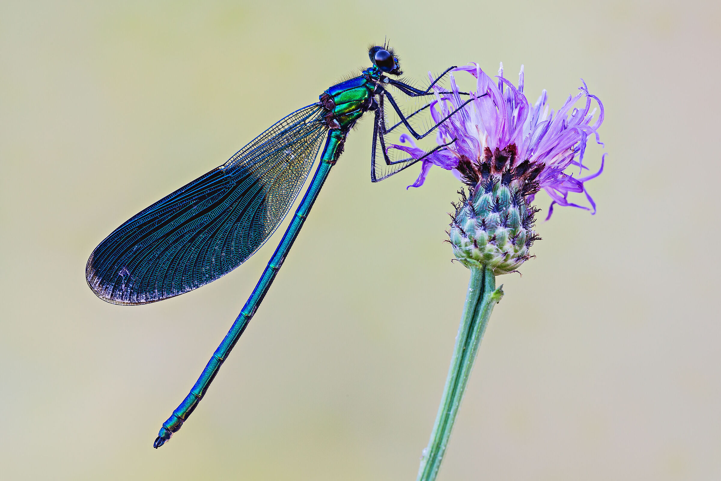 Calopteryx splendens