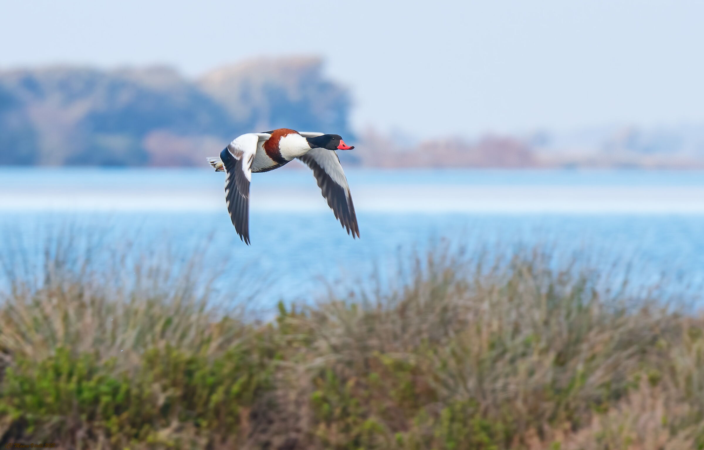 Volpoca (Late LateNa)