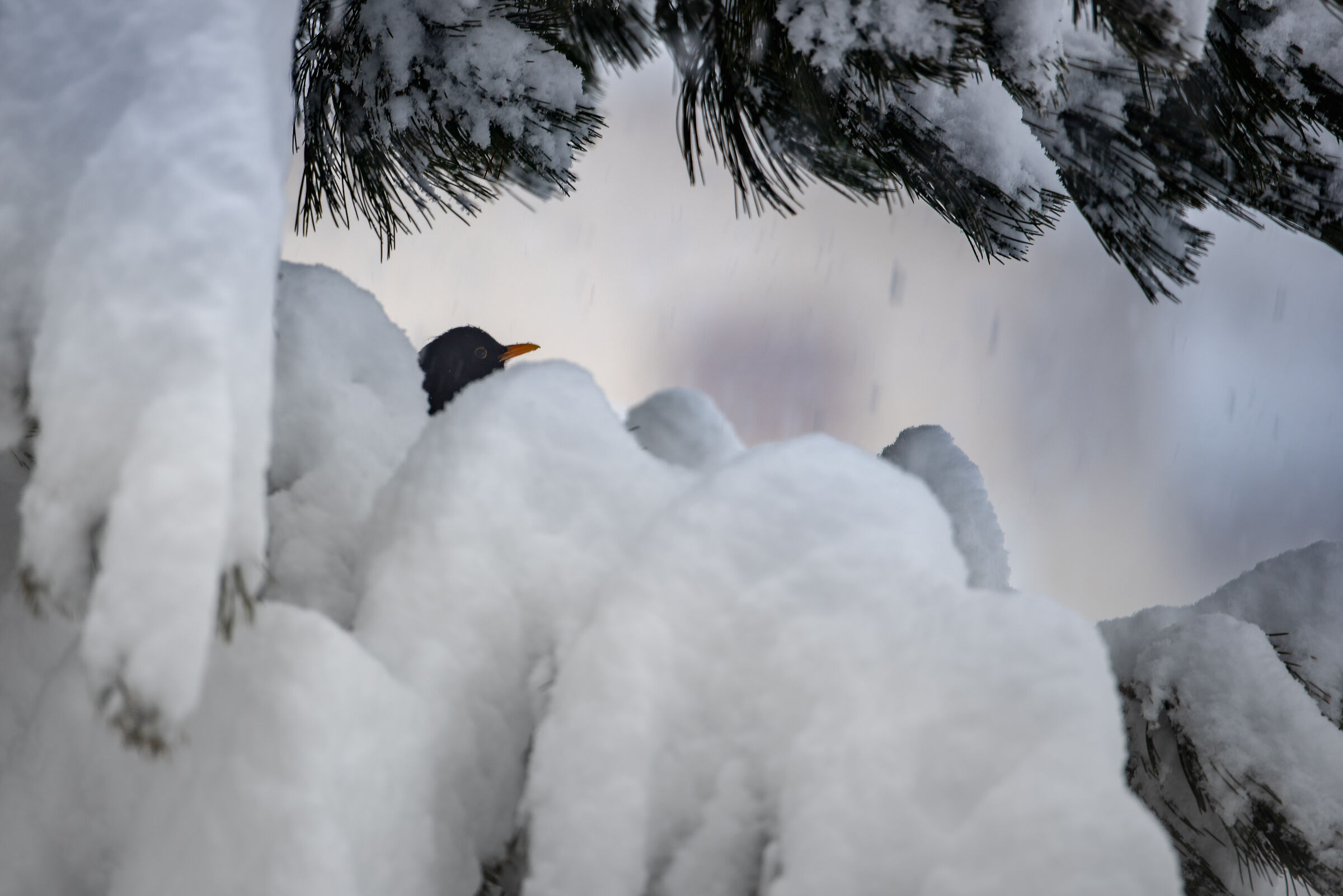 the merlo and the snow