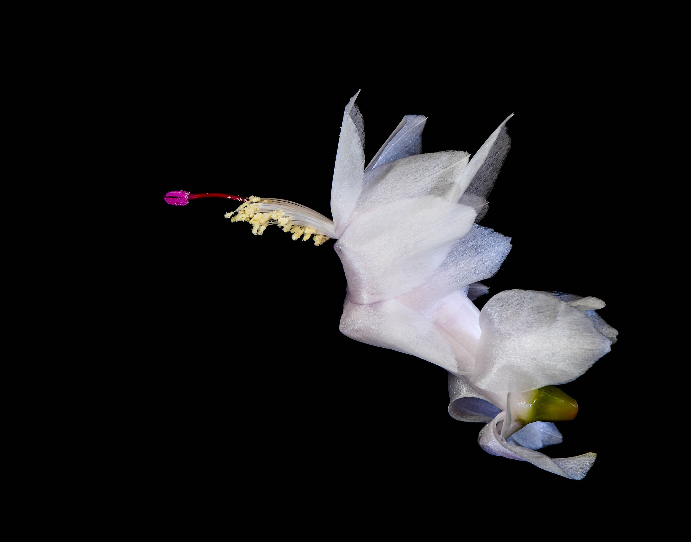 Schlumbergera "Christmas Cactus"