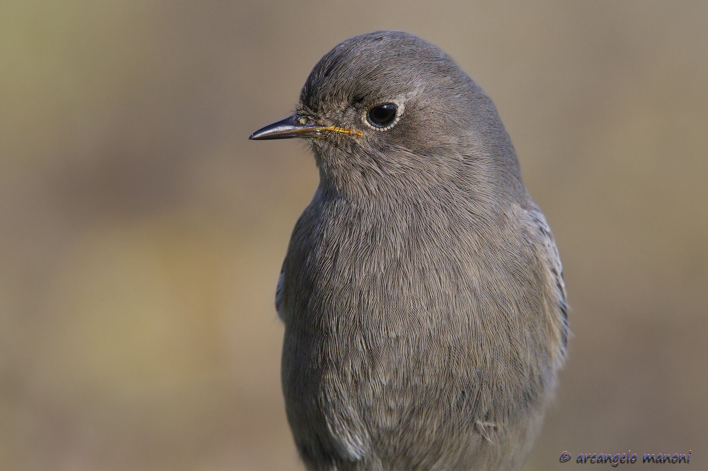 Close-up on the codirosso